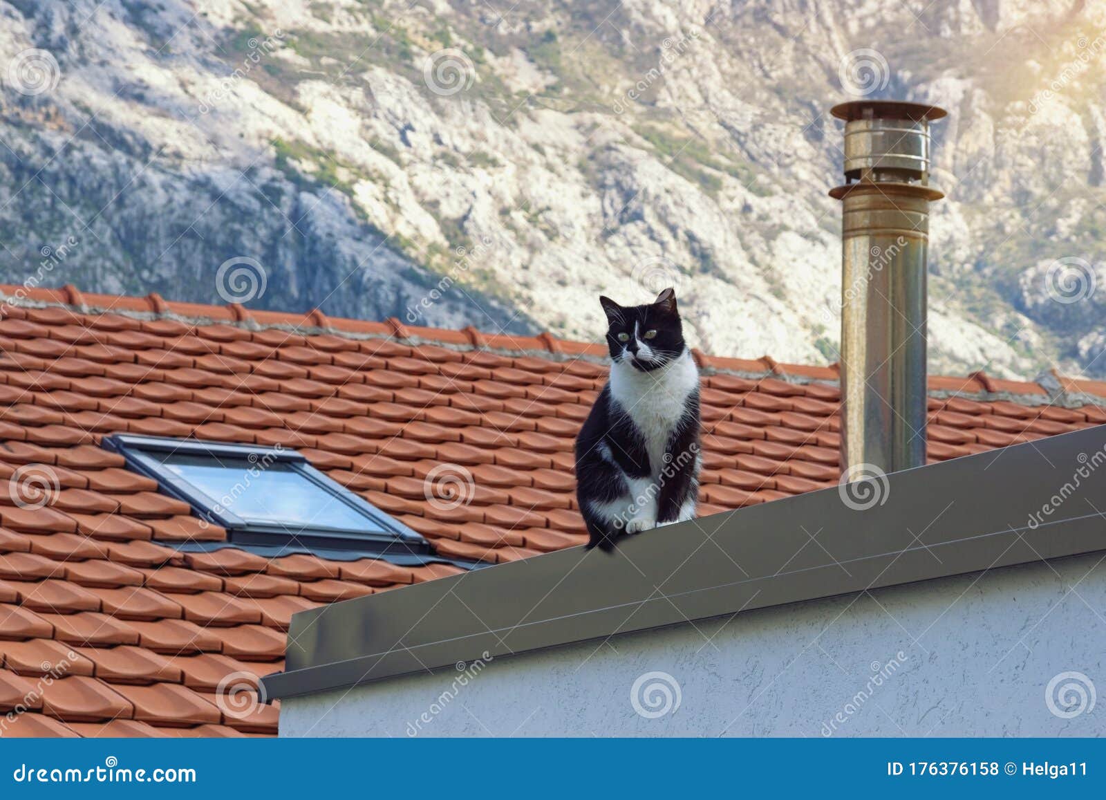un-gato-solitario-de-color-blanco-y-negro-sentado-en-el-techo-tejas-rojas-la-casa-montenegro-176376158.jpg