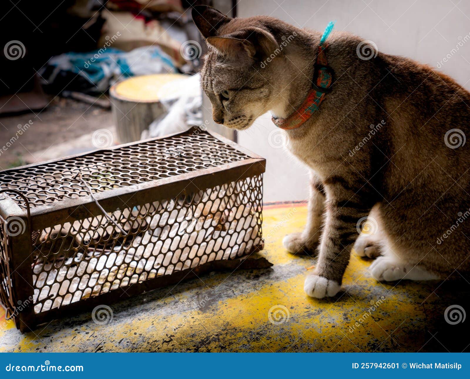 Un Gatto Da Tavolo Guarda La Trappola Per Gabbie Di Ratto Immagine Stock -  Immagine di allarme, gabbia: 257942601