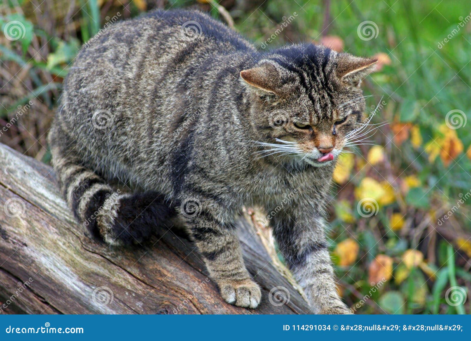 Un Gatto Selvatico Scozzese Che Lecca Le Sue Labbra Fotografia Stock