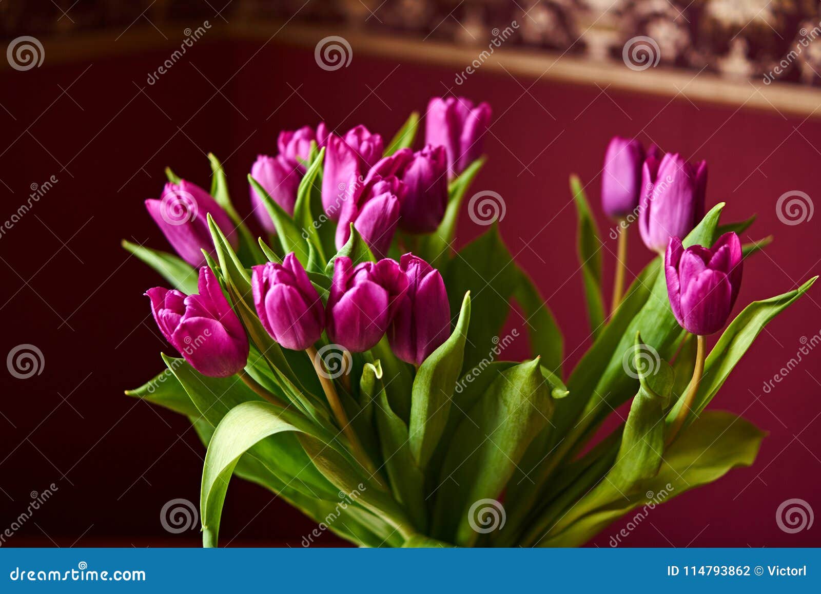 Un germoglio lilla del tulipano Macrophoto. Primo piano lilla non aperto del germoglio del tulipano La Russia, Mosca, festa Fotografia nell'interno