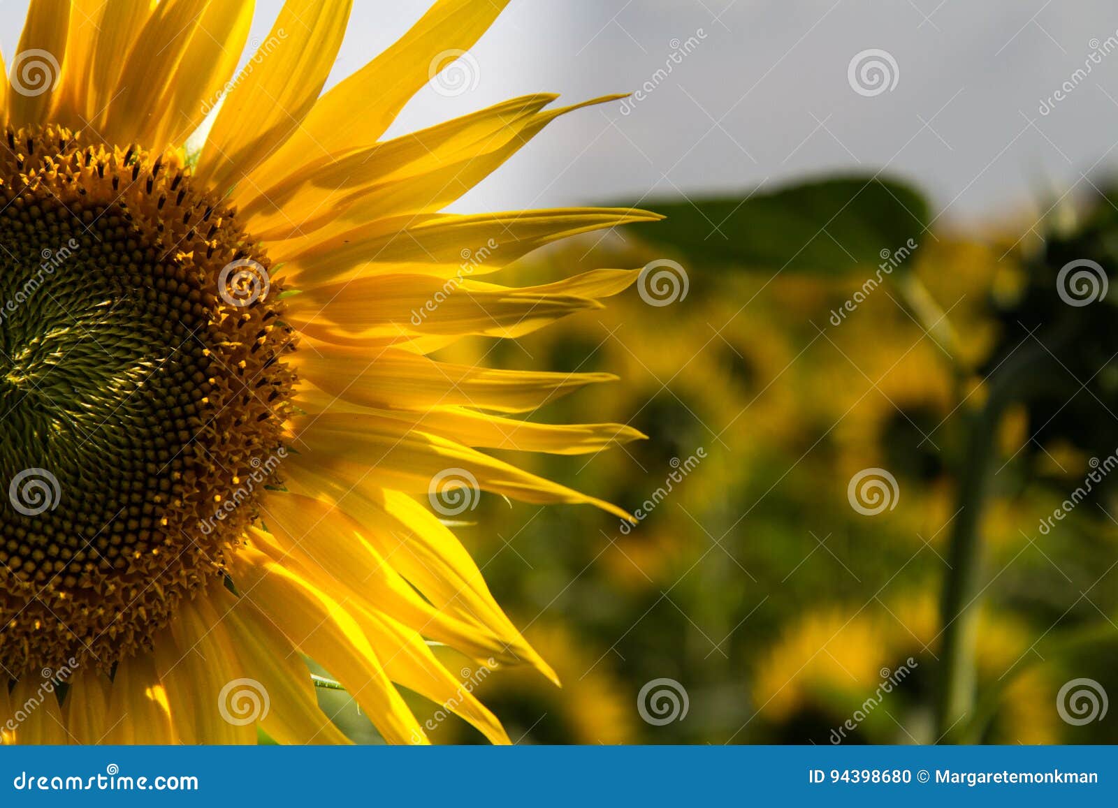 un girasole- one sunflower