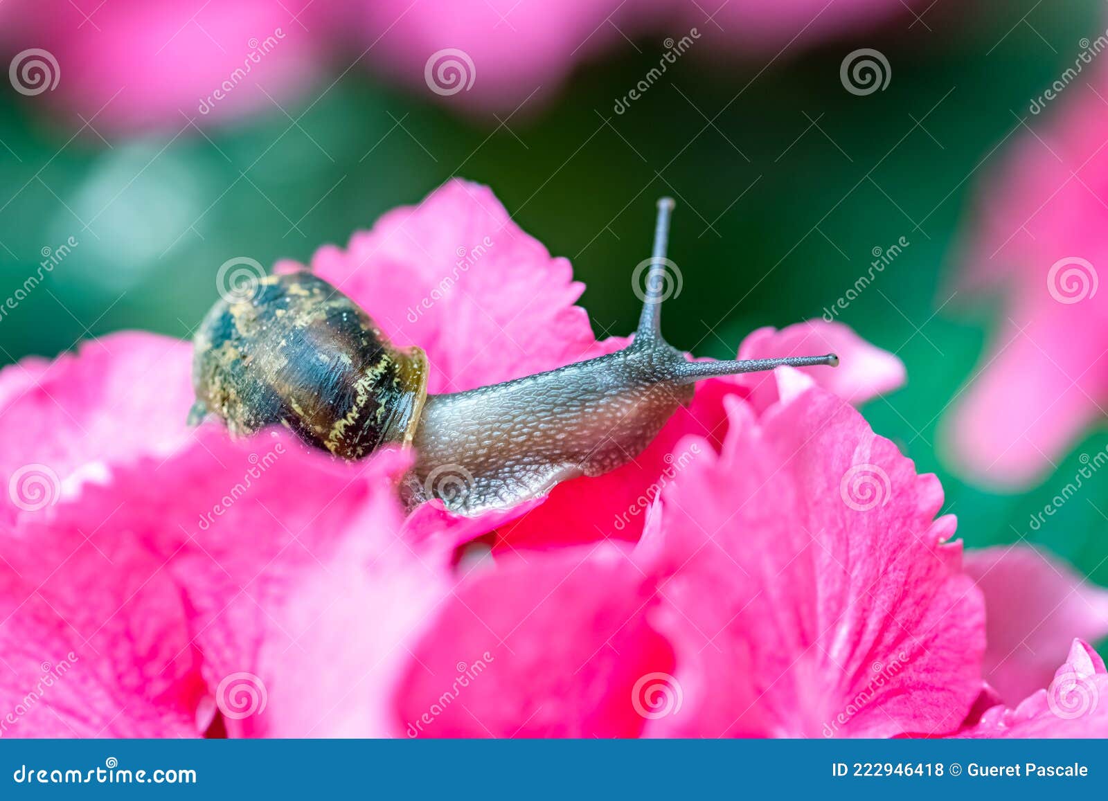 Un Gran Caracol En Una Flor Rosa Foto de archivo - Imagen de bicho,  criatura: 222946418