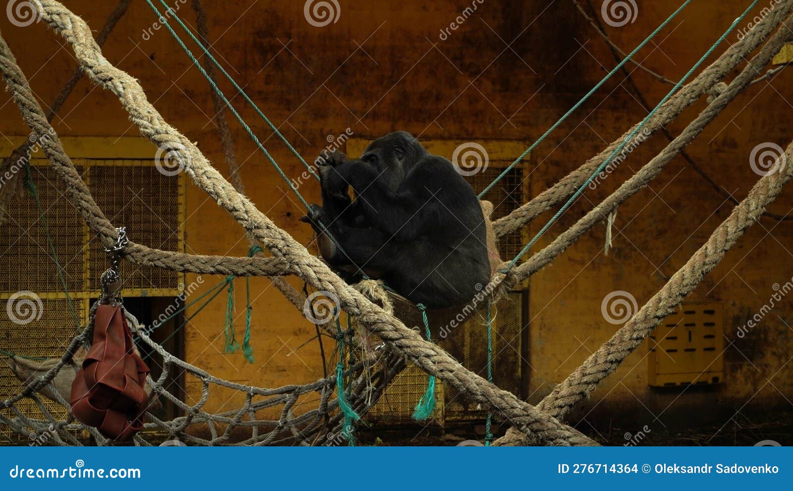 gorilla in cabarceno national park