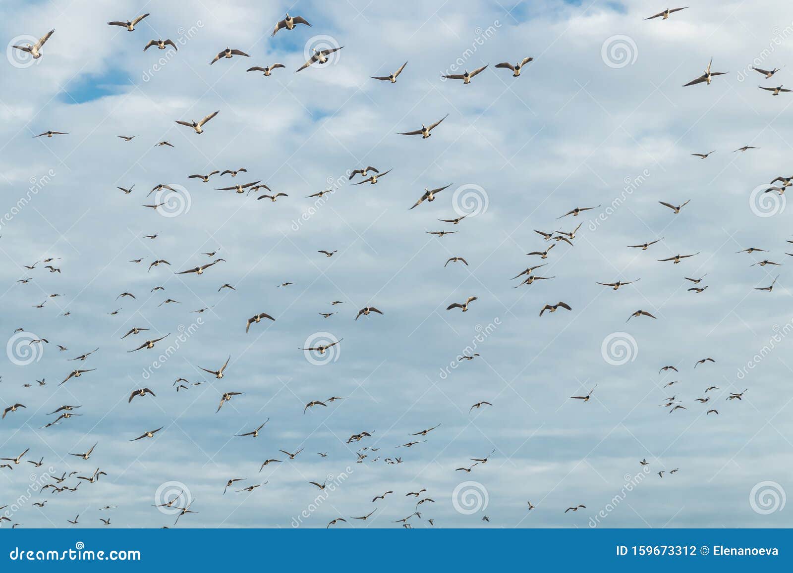 Un Gran Rebaa O De Gostas De Barnacle Esta Volando En El Cielo Los P Jaros Se Est N Preparando Para Emigrar El Sur Septiembre D Foto De Archivo Imagen De Emigrar Cielo