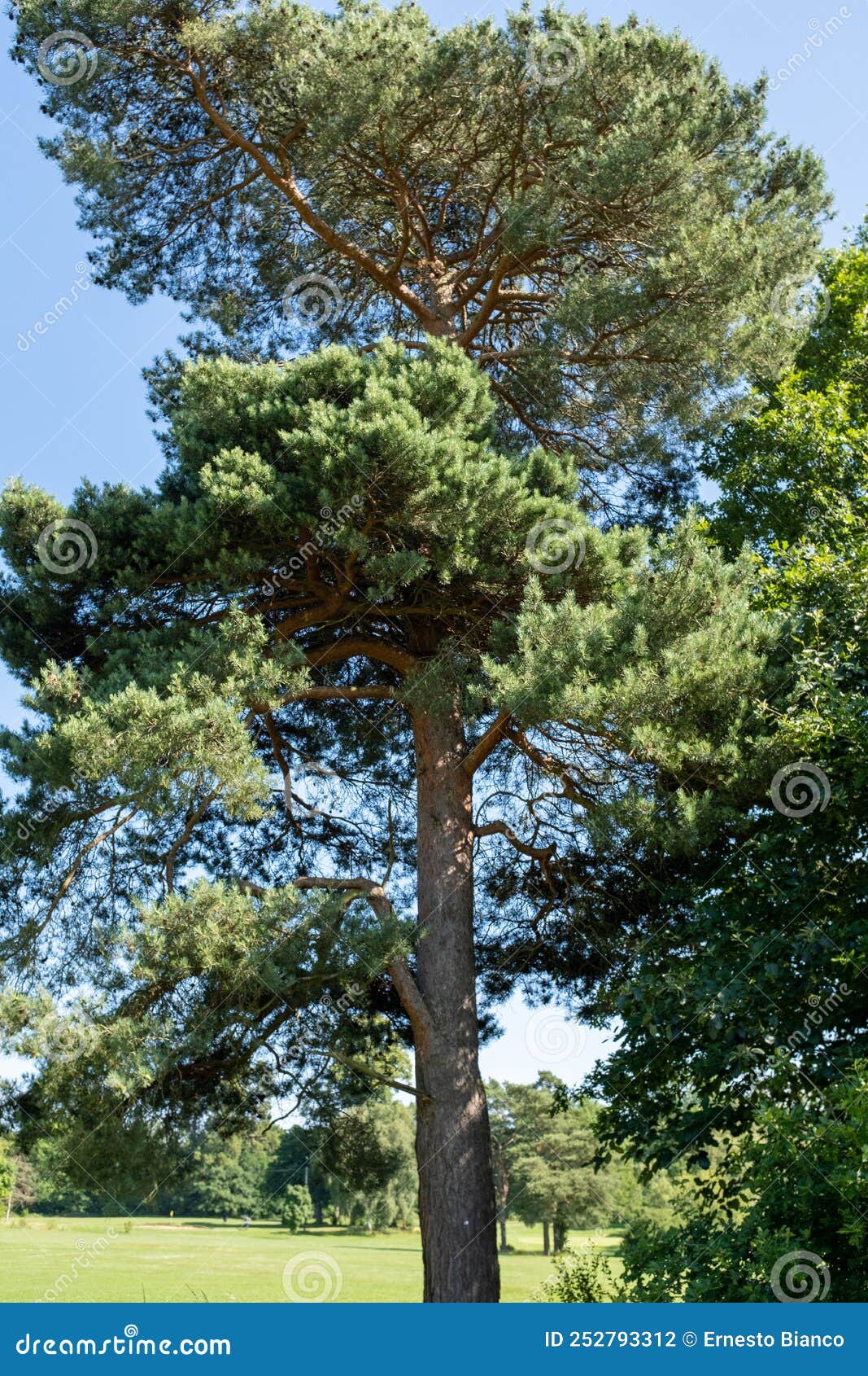 Grand arbre avec les feuilles vertes