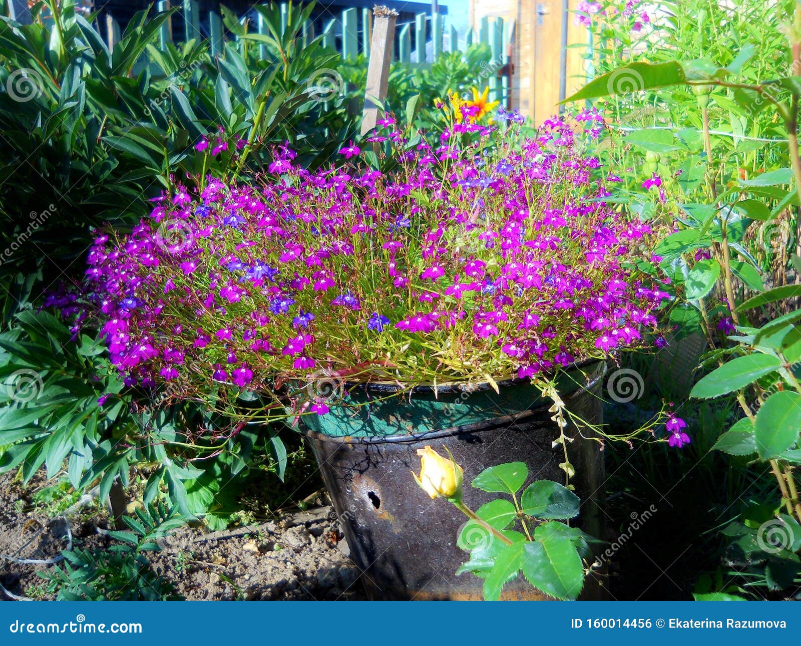 Un Grand Buisson De Petite Fleur Violette Pousse Directement Dans Un Seau  Dans Le Jardin Photo stock - Image du pourpré, orange: 160014456
