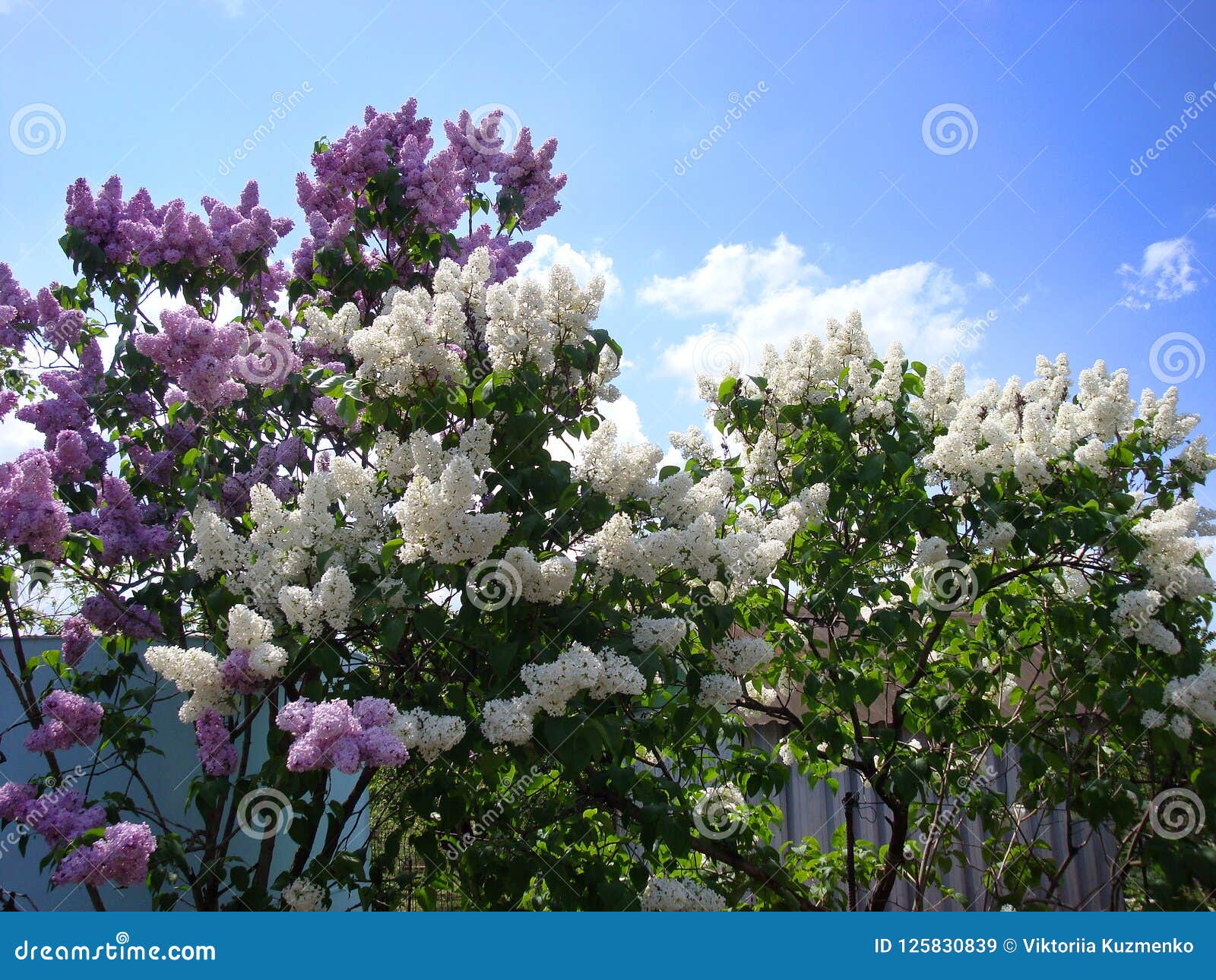 Un Grand Buisson Du Lilas Violet Et Blanc Nuages Blancs Dans Le Ciel Image  stock - Image du buisson, fleur: 125830839