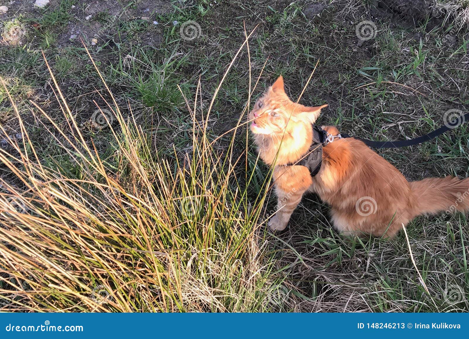 Un Grand Chat De Marbre Rouge De Maine Coon Dans Un Harnais Image stock -  Image du aventure, animal: 148246213