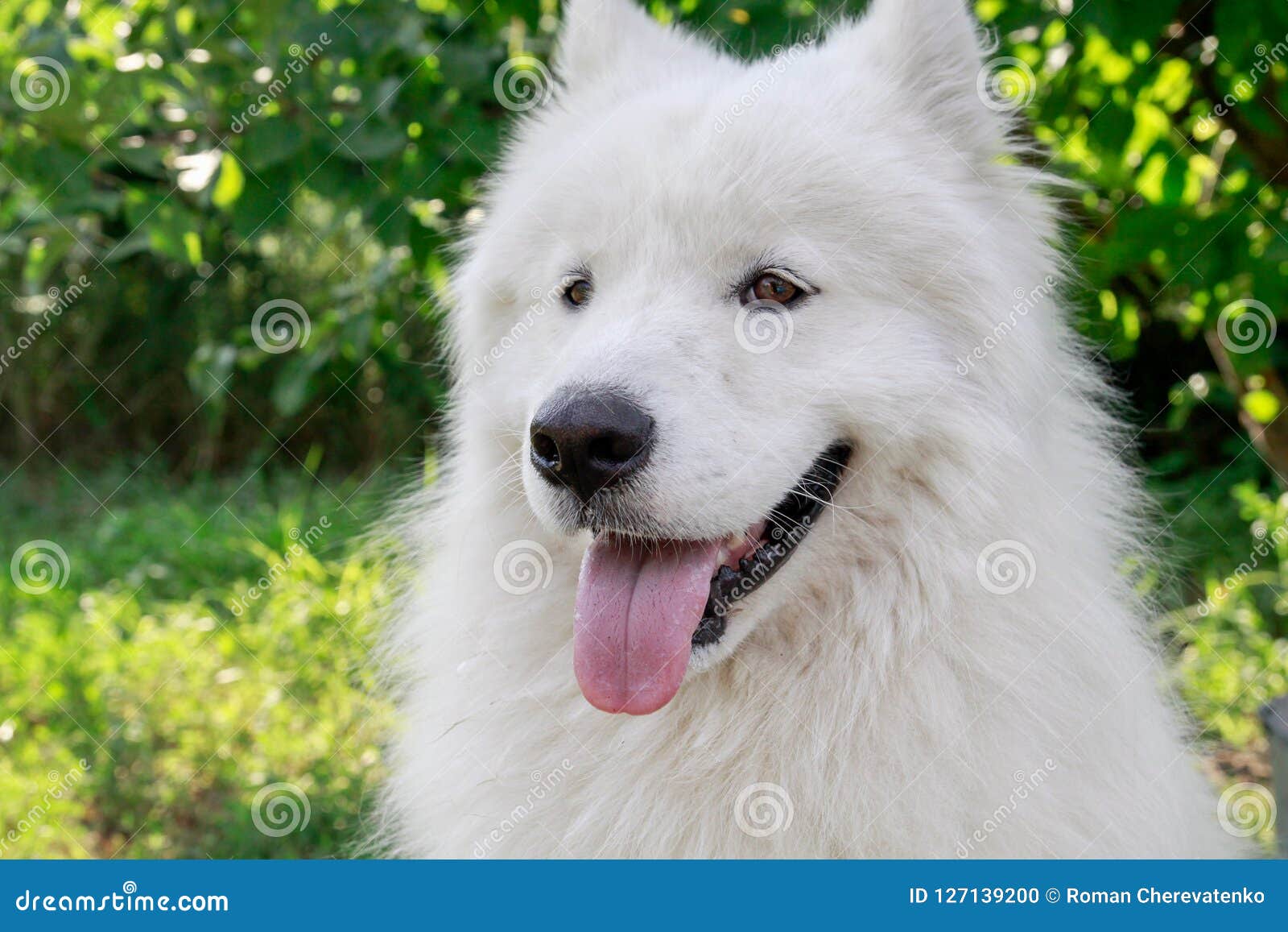 Un Grand Chien Blanc Est Un Chien De Samoyed Photo Stock