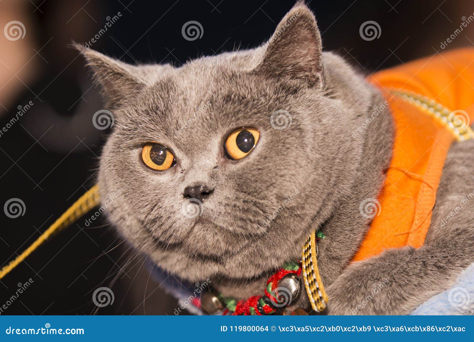 Un Grand Gros Chat Mignon Photo Stock Image Du Barbe