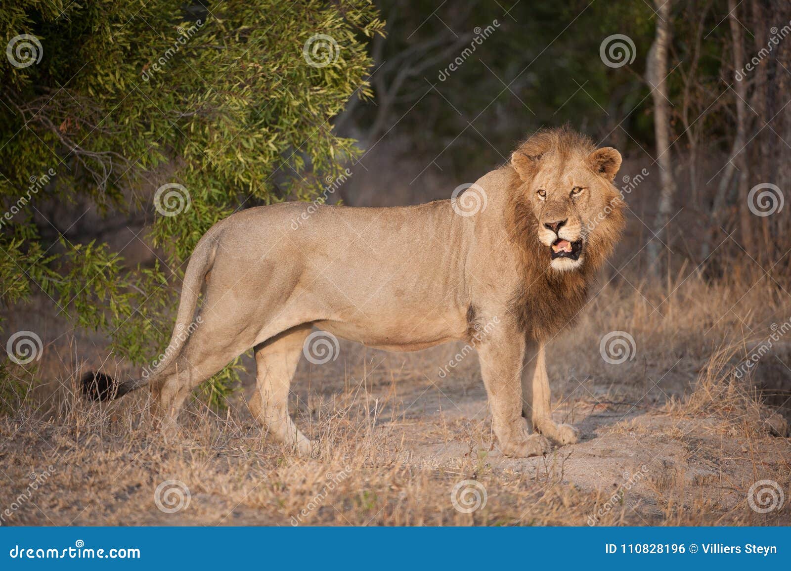 Un Grande Leone Maschio Che Ansima Alla Luce Completa