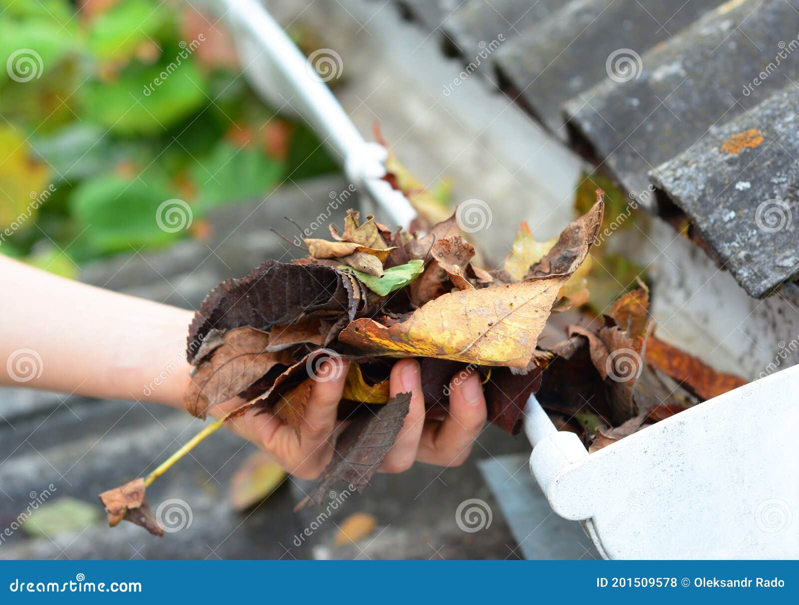 Gros plan sur les feuilles et une brosse de jardin. Nettoyage d