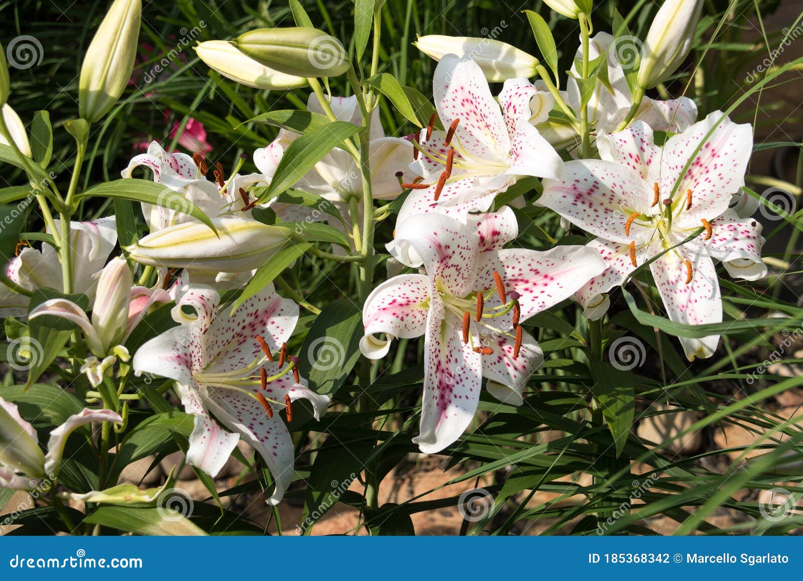 Un Groupe De Muscadet Oriental De Lys Photo stock - Image du beau, parfum:  185368342