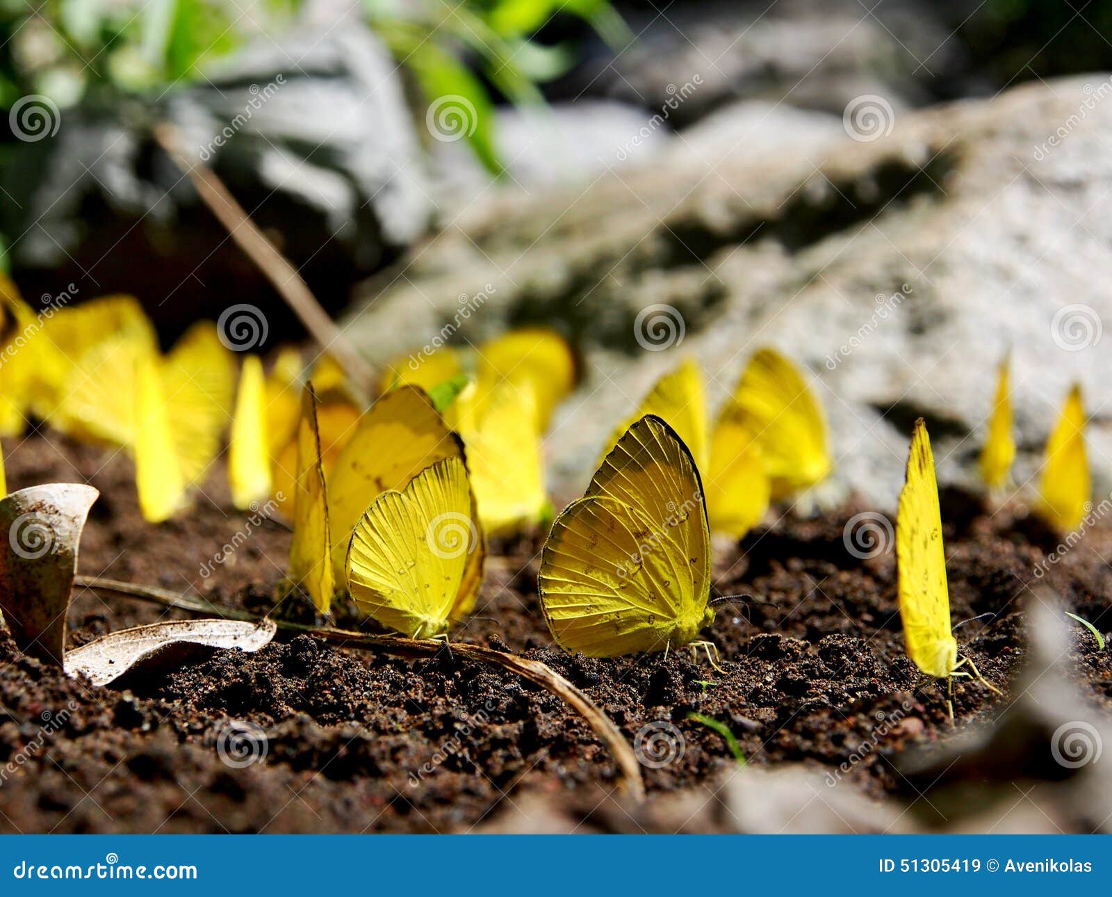 Un Grupo De Mariposas Amarillas Imagen