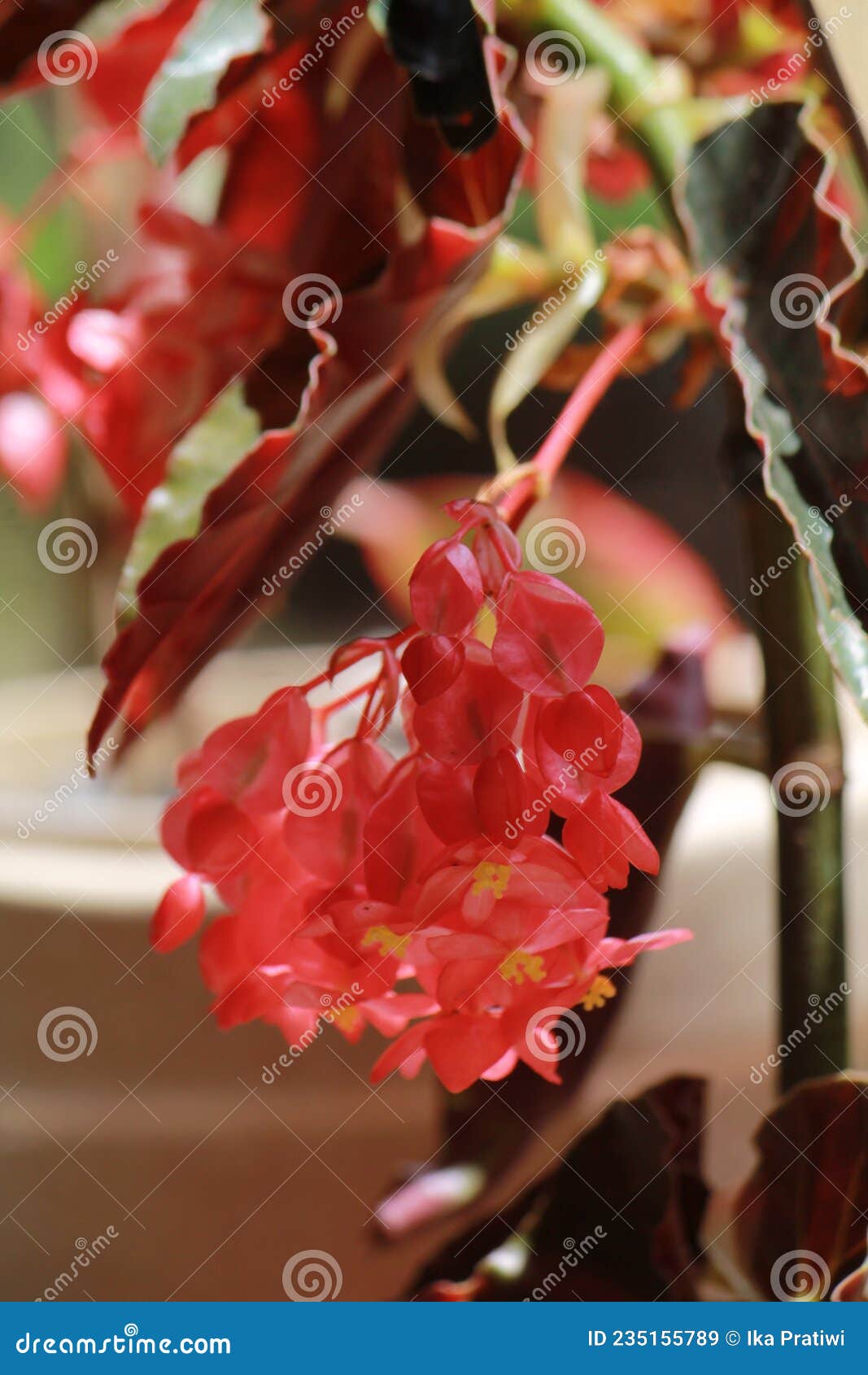 Un Grupo De Richmond Begonias Begonia Semperflorens Formato De Foto  Vertical Imagen de archivo - Imagen de hoja, arbusto: 235155789