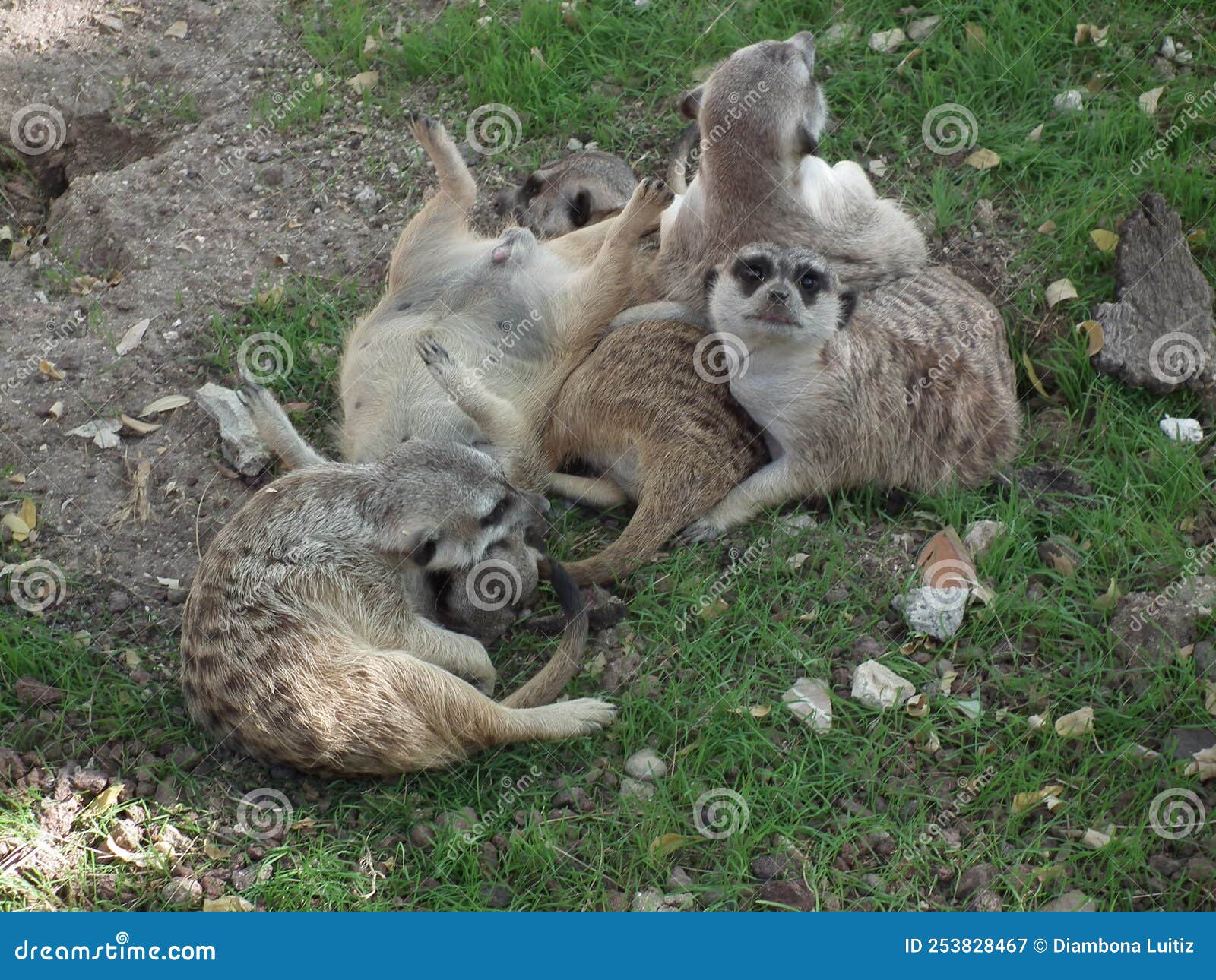 un gruppo di lemuri che giocano nel prato