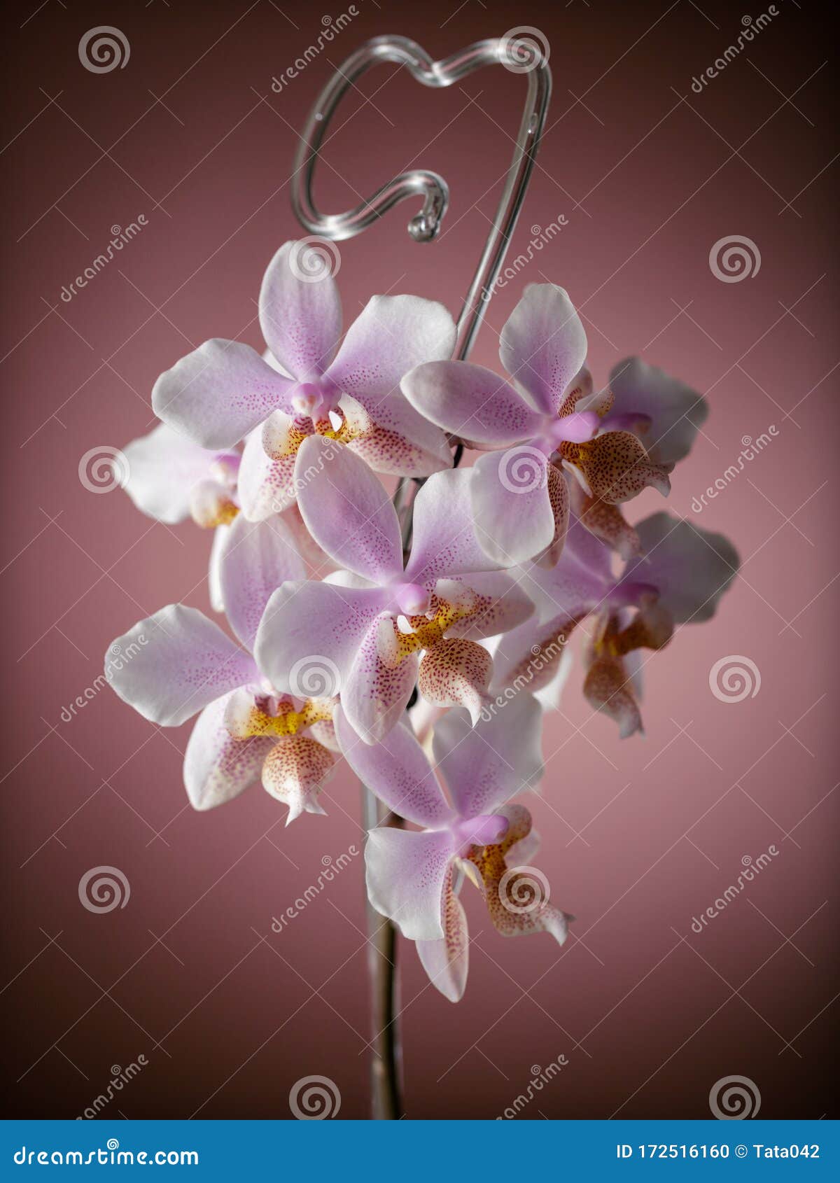 Un Híbrido Muy Raro De Dos Orquídeas Naturales Se Llama Falaenopsis  Filadelfia Flores De Hogar Y Jardín Foto de archivo - Imagen de elegante,  flor: 172516160