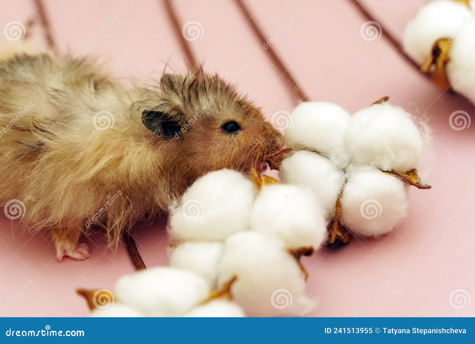 Un Hamster Sisrien Aux Cheveux Longs Mange Une Fleur De Coton Sur Fond Rose  Image stock - Image du nature, longhair: 241513955