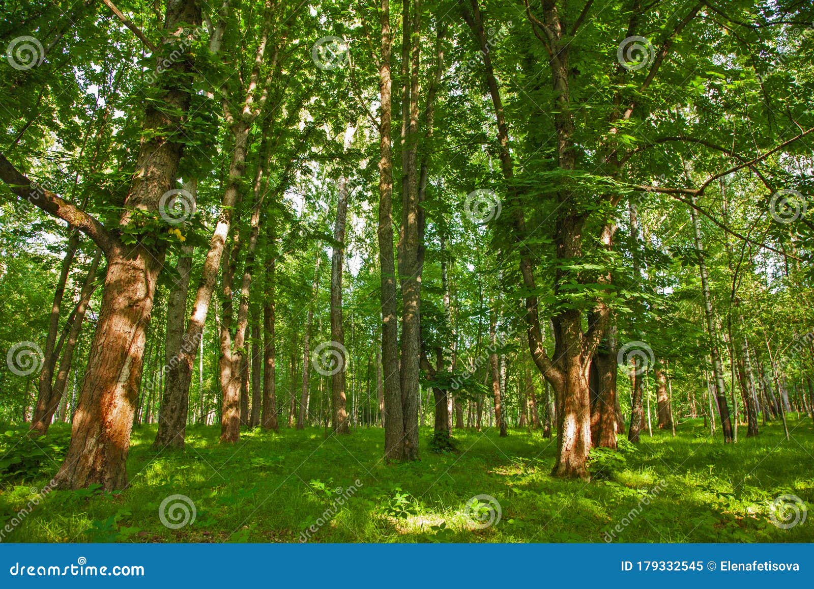 Un Hermoso Bosque Verde Con Frondosos Bosques De árboles Imagen de archivo  - Imagen de enredadera, planta: 179332545