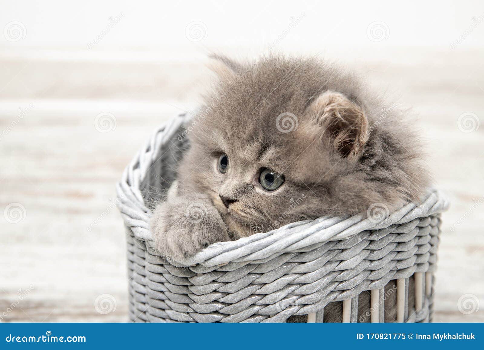 Un hermoso gatito con ojos azules se sienta en una canasta Cierre