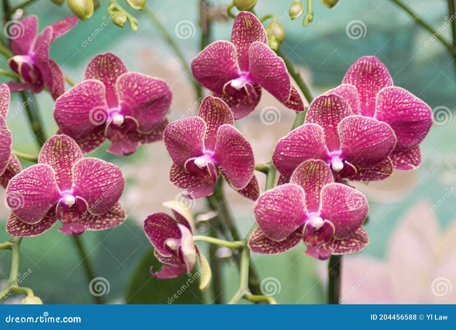 Un Hermoso Jardín De Flores. Hermoso Día De Primavera Orquídeas Foto de  archivo - Imagen de houseplant, flor: 204456588
