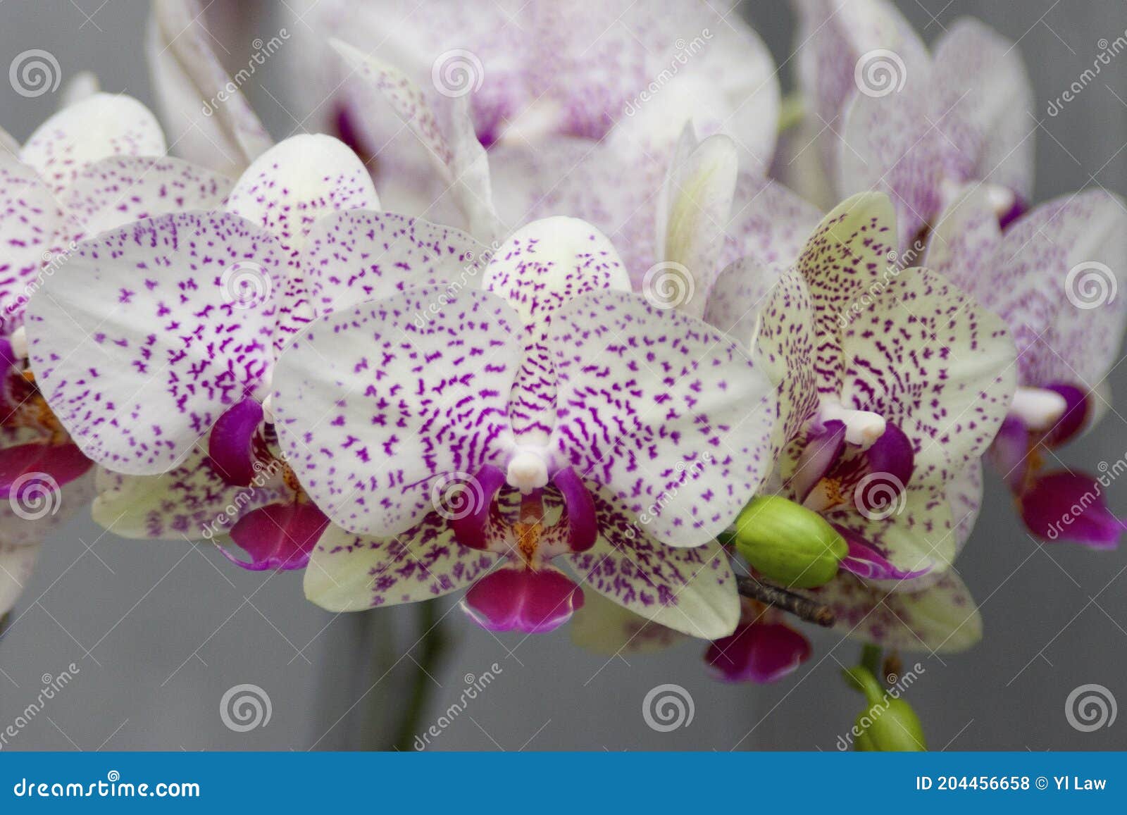 Un Hermoso Jardín De Flores. Hermoso Día De Primavera Orquídeas Foto de  archivo - Imagen de crecimiento, tropical: 204456658
