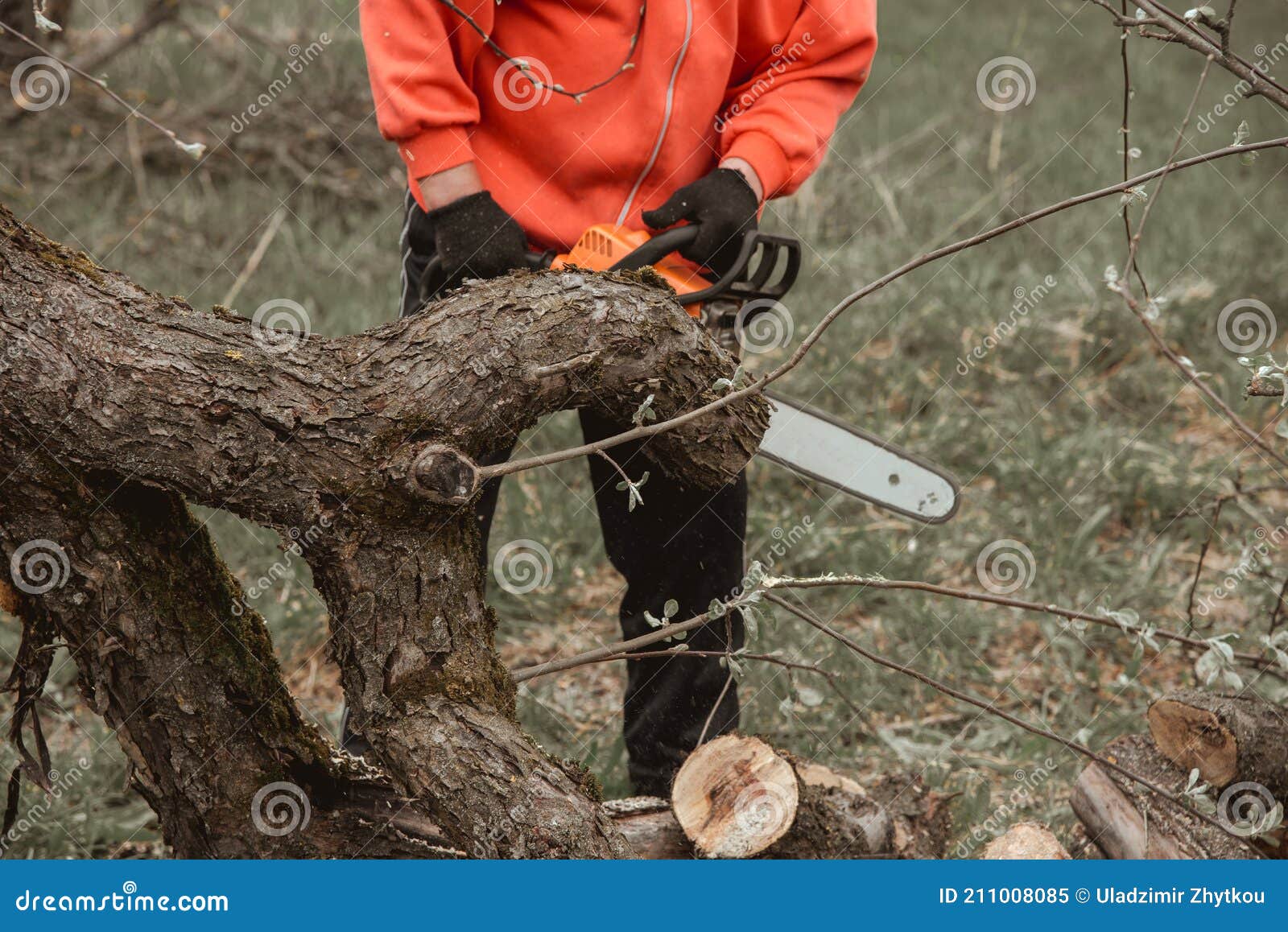 Un Hombre Corta Un árbol Con Una Motosierra. Poda De árboles. Foto