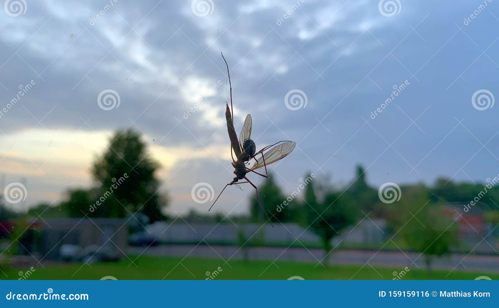 juguete del hombre araña que tira telaraña