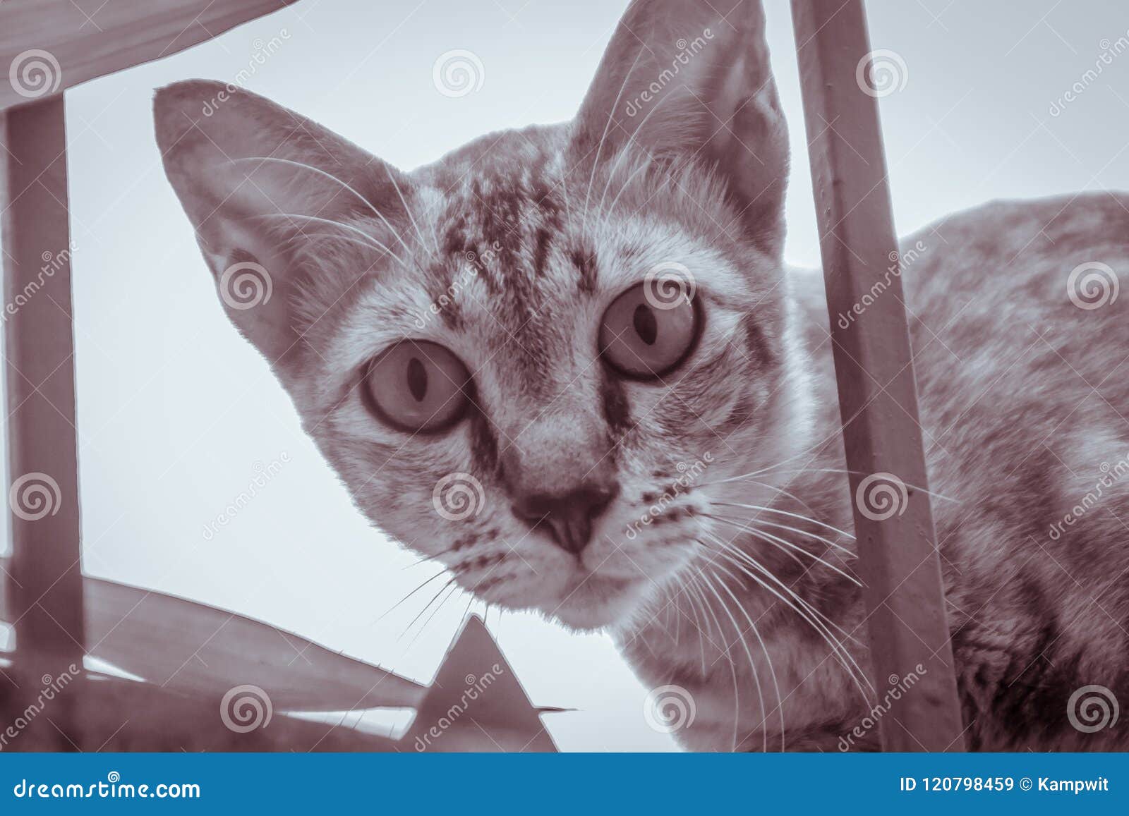 Un Ion Egare Sans Abri Abandonne De Chat Le Muret Et L Attente A Voler Pour La Nourriture Chat Effrayant Egare Sans Abri Gris Image Stock Image Du Urbain Abandon