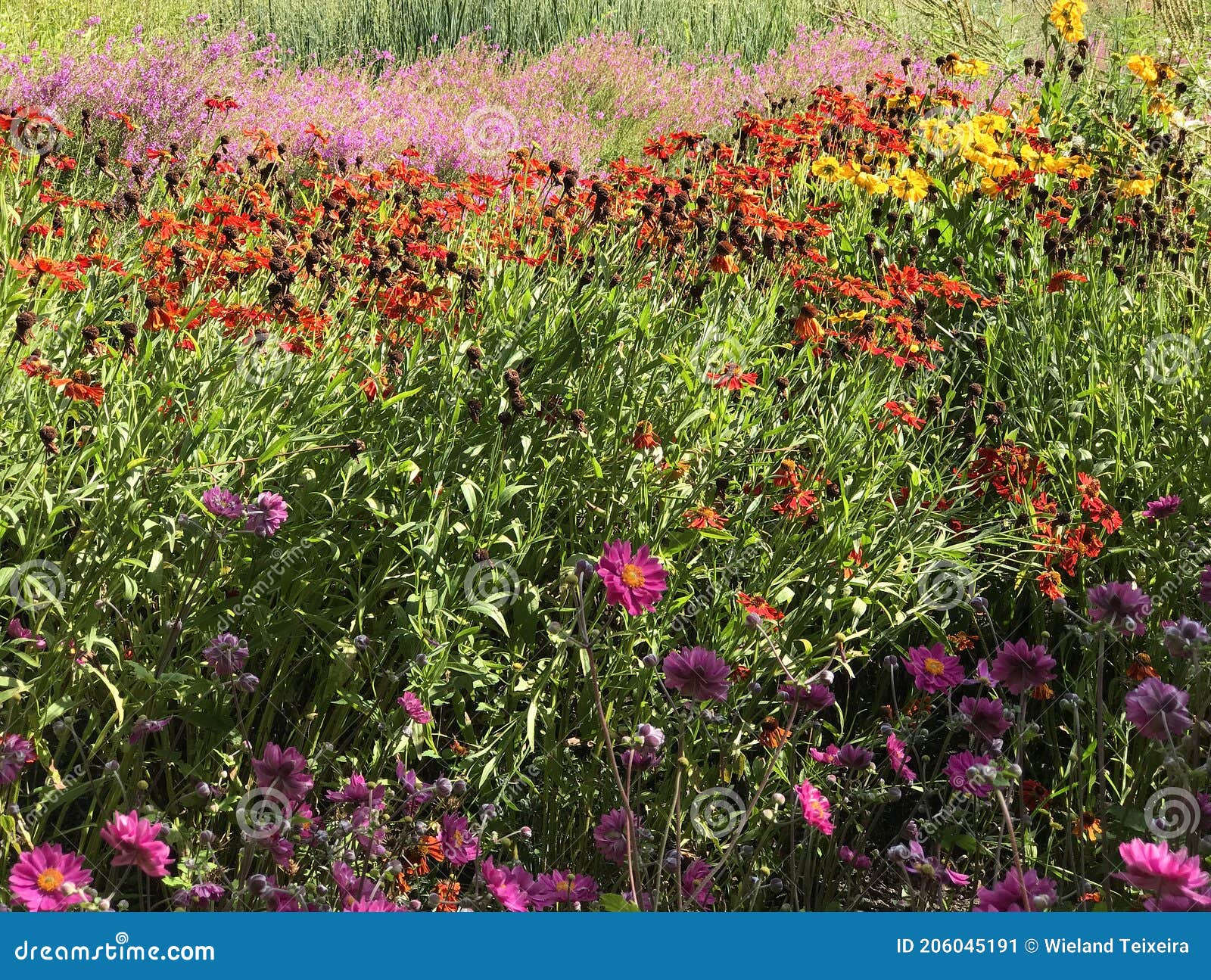 Un Jardín De Verano Para Atraer Mariposas Y Abejas Imagen de archivo - Imagen de mariposas, aster: 206045191 Un Jardín De Verano Para Atraer Mariposas Y Abejas Imagen de archivo - Imagen de mariposas, aster: 206045191