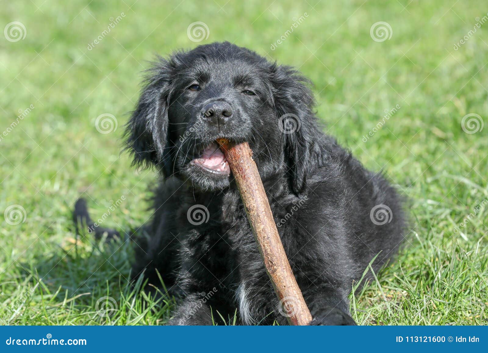 Un jeune chien dans un jardin. Un jeune chien noir dans une herbe de jardin