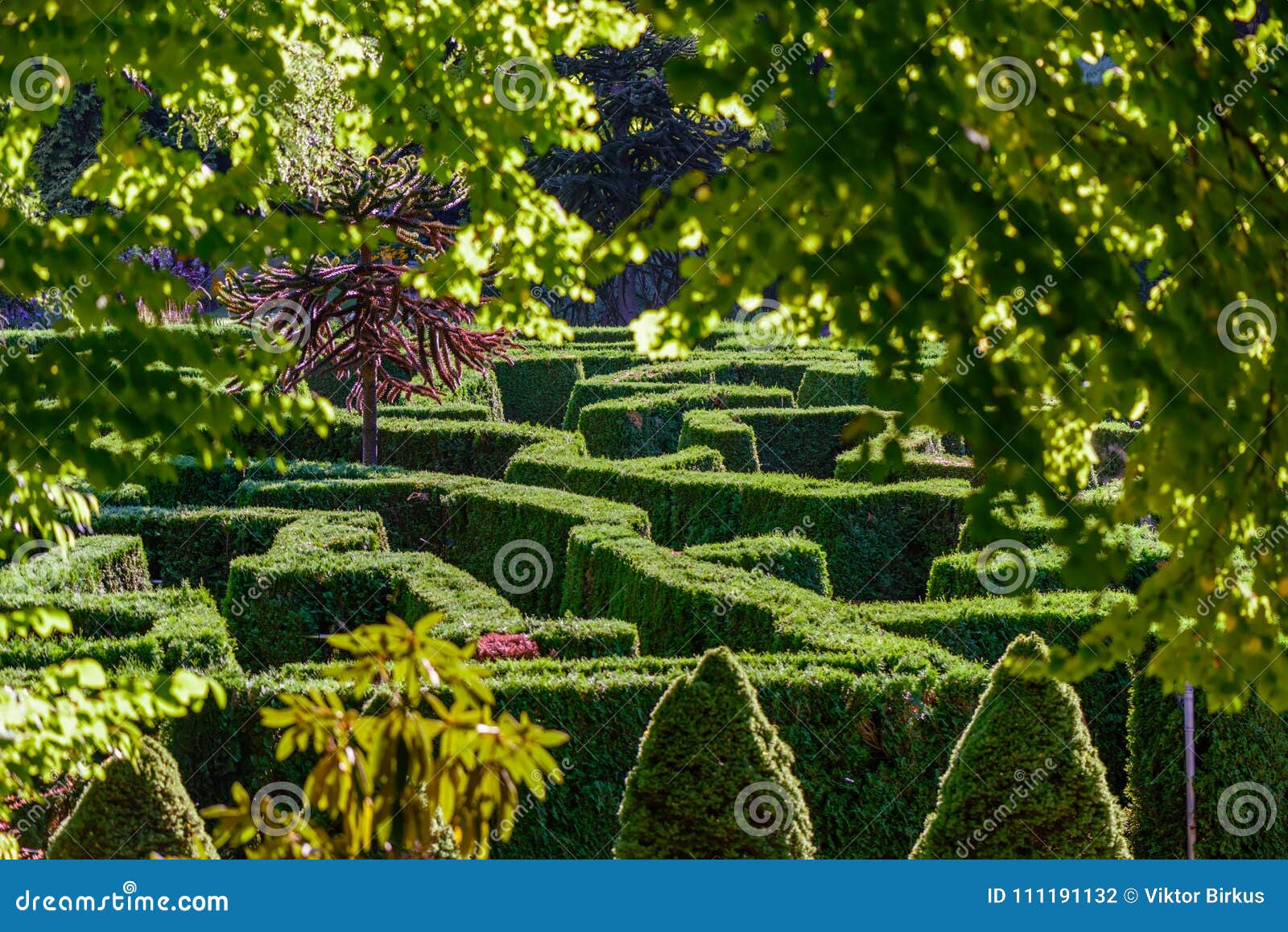 Un laberinto verde de arbustos en el parque del ` s de la ciudad botánico. Un laberinto verde de arbustos en el parque del jardín botánico del ` s de la ciudad, entre los árboles en un día de verano soleado