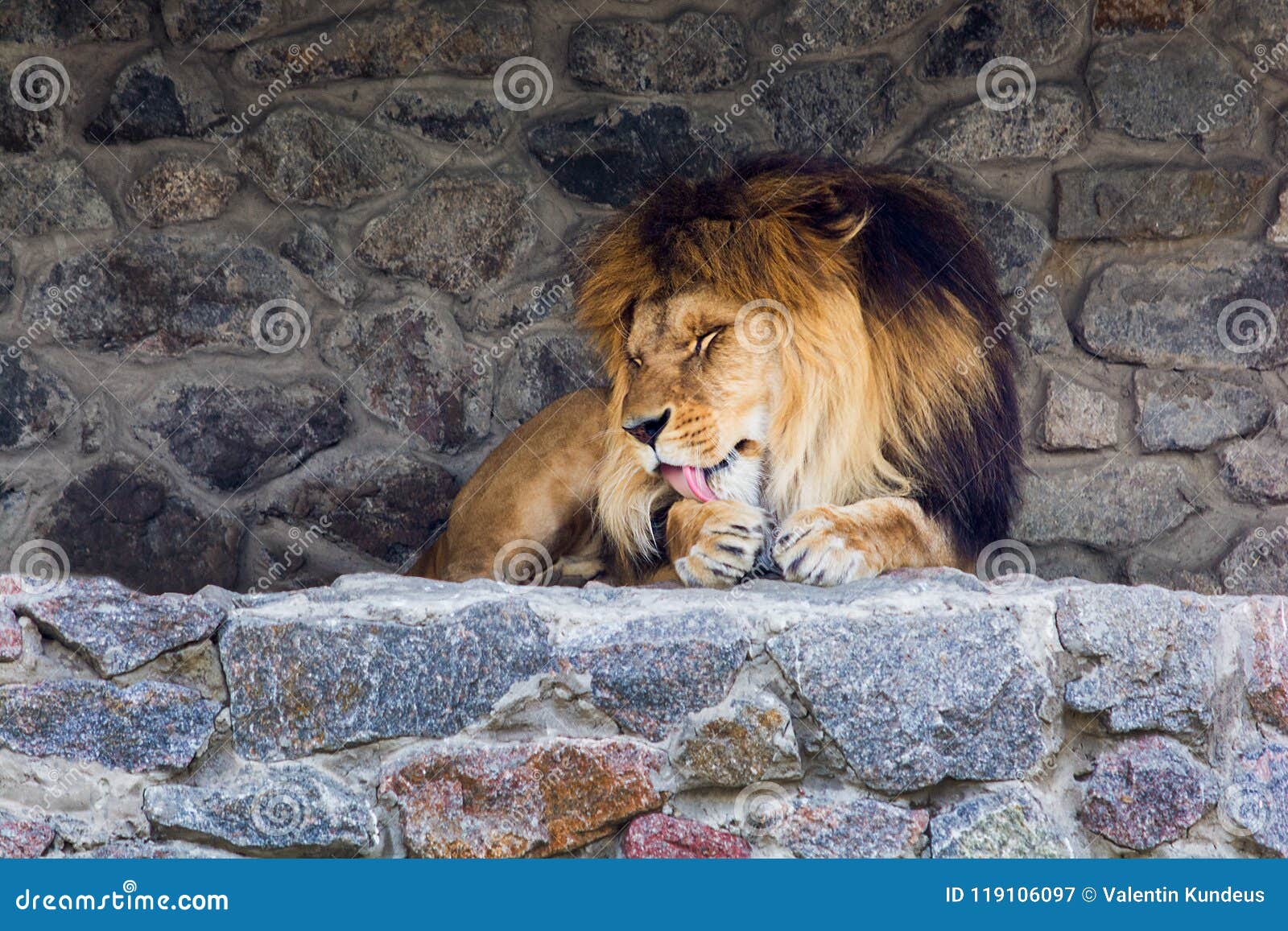 Un León Hermoso Con La Melena Grande Miente En Las Rocas Y Se Lame La Pata  Rey De Animales Imagen de archivo - Imagen de fondo, pata: 119106097
