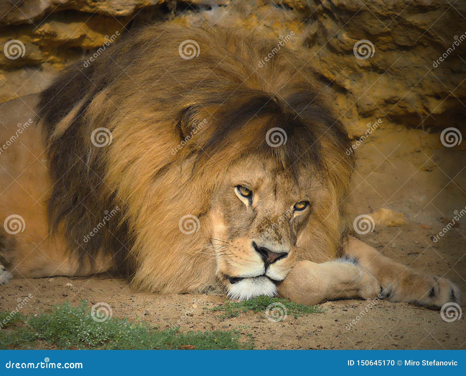 Un leone africano posa per la macchina fotografica nel parco di safari. Il leone africano posa per la macchina fotografica nel parco di safari Il leone africano ? uno di grandi gatti Altamente distintivo, il leone maschio è riconosciuto facilmente dalla sua criniera