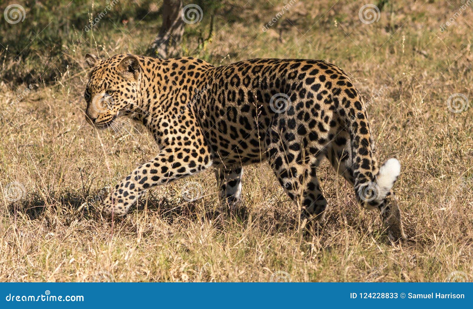 Un leopardo solo in cespuglio africano