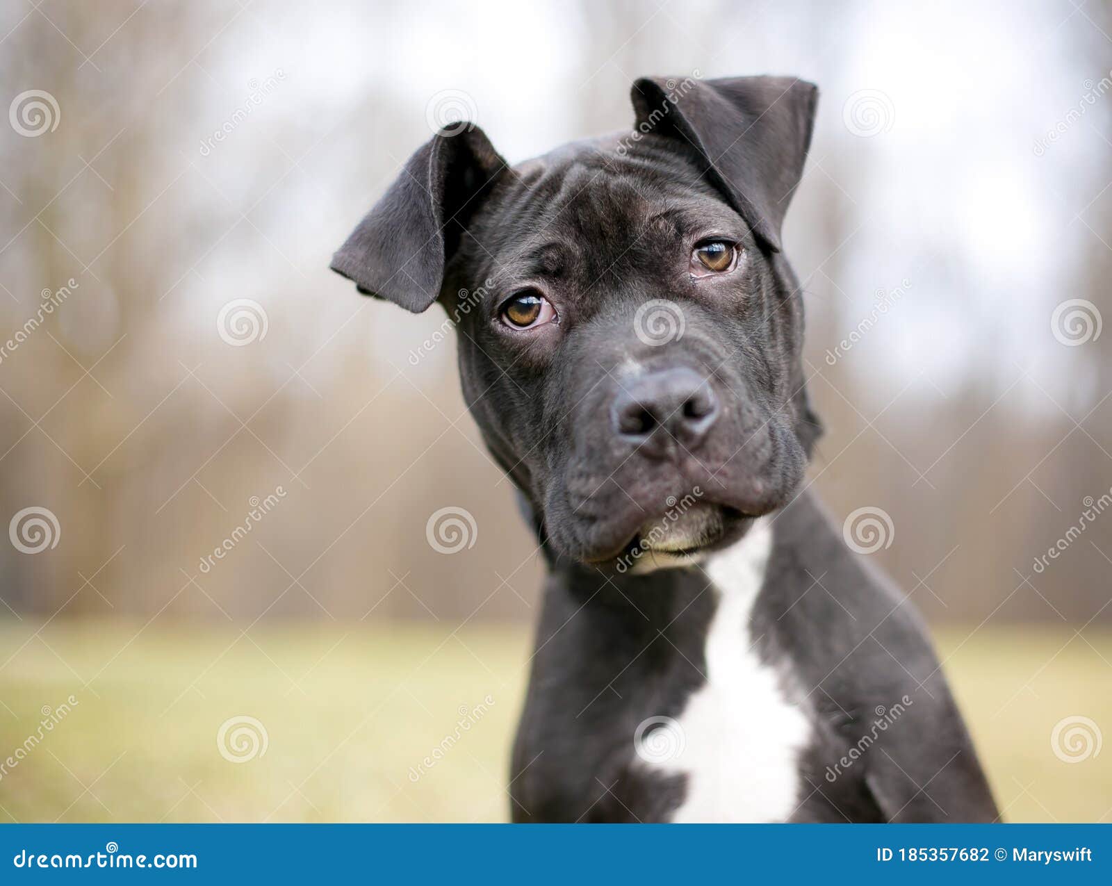 un lindo cachorro negro y blanco pit bull terrier de raza mixta con inclinacion de cabeza foto de archivo imagen de interesado casta 185357682