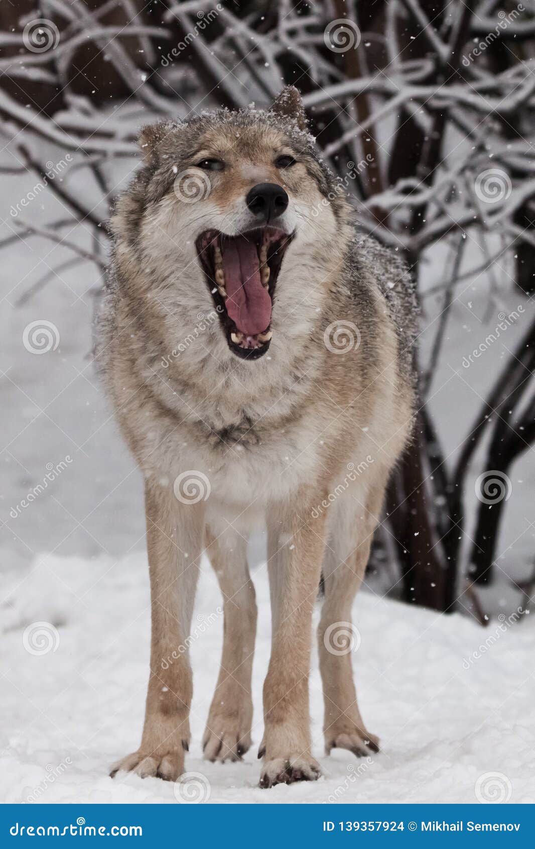 Un Lobo Femenino Del Lobo Está Bostezando Con Su Boca Grande, Un Animal  Hermoso Bajo Nevadas Depredador Potente Foto de archivo - Imagen de  peligro, animal: 139357924