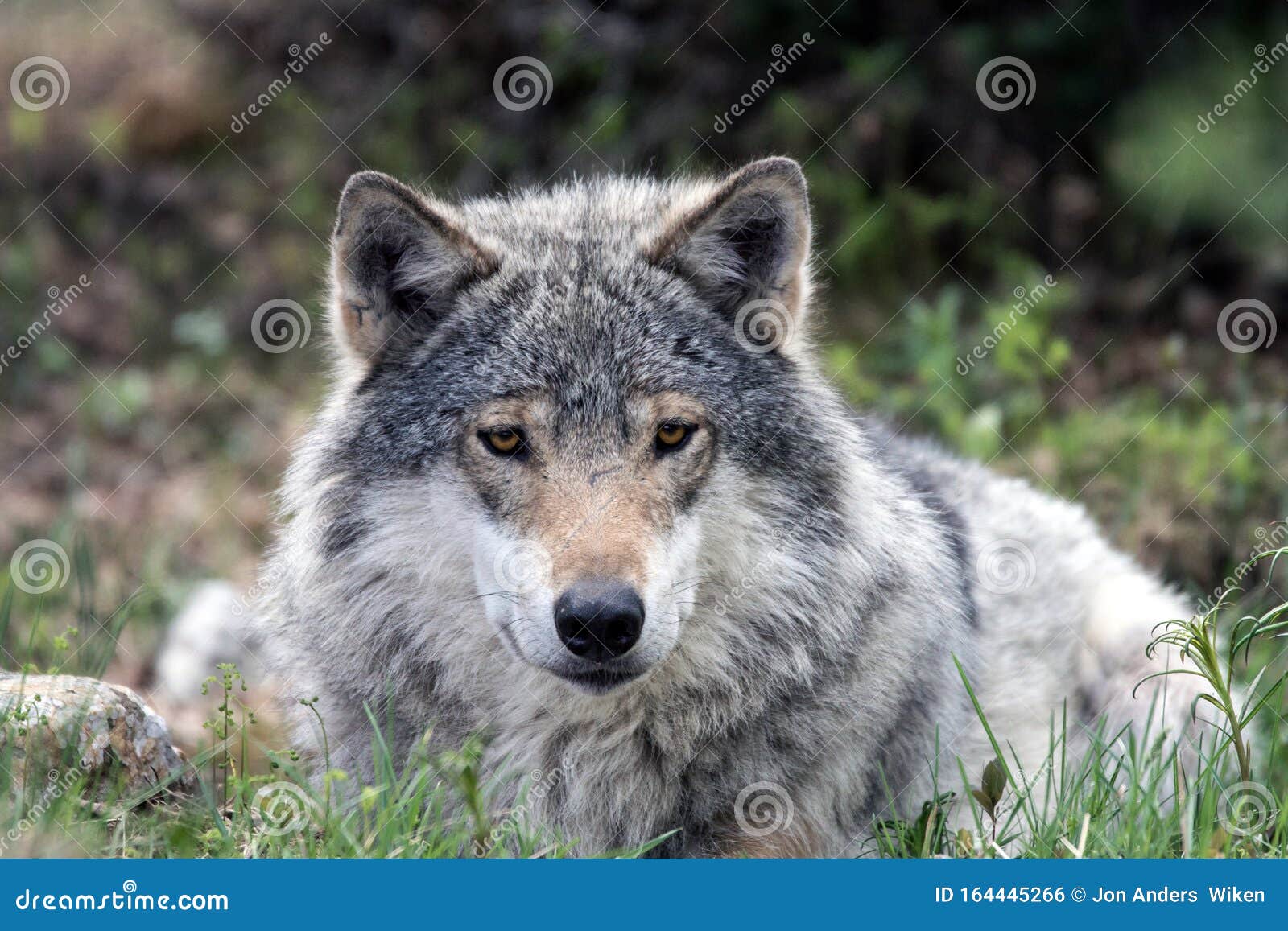 Un Lobo Gris Descansando En El Césped Foto de archivo - Imagen de grupo,  hermoso: 164445266