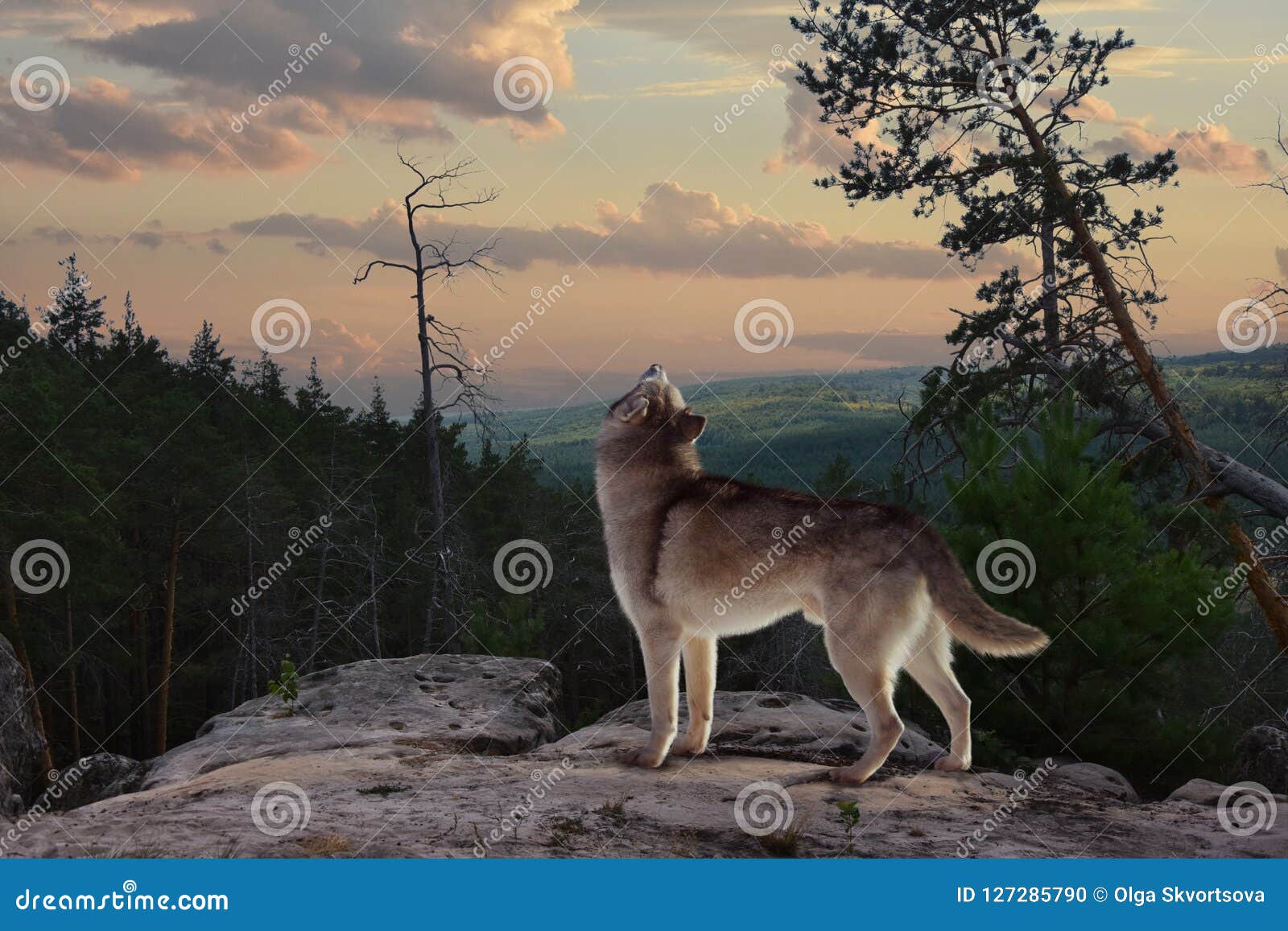 Un Loup Solitaire De La Montagne Chante Sa Chanson Photo Stock Image Du Pierre Montagnes Un Loup Solitaire De La Montagne Chante Sa Chanson Photo Stock Image Du Pierre Montagnes