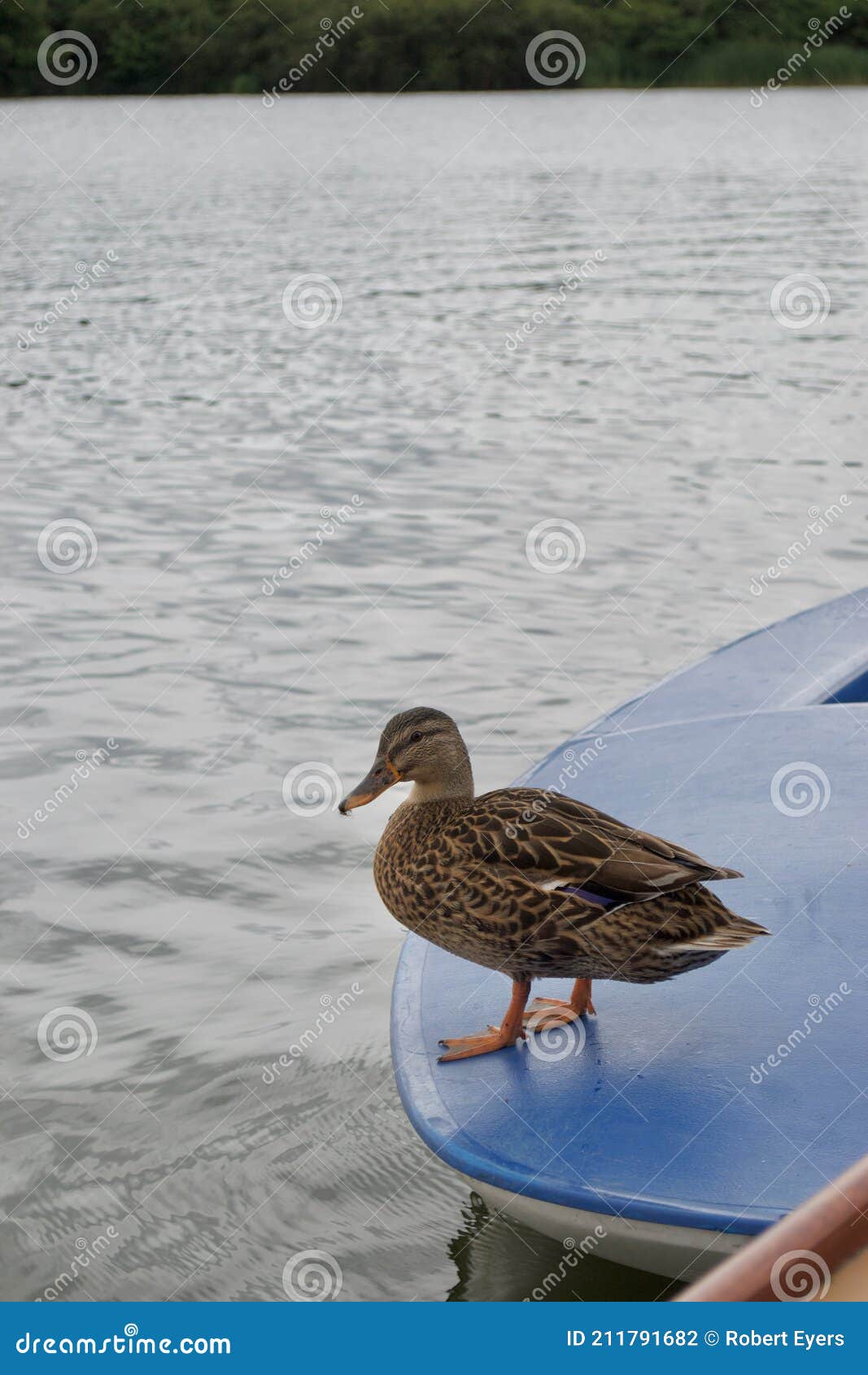cómo utilizar Oxido Elección Un Mallard Mallard Duck Anas Platyrhynchos De Pie En Un Bote Gigante Foto  de archivo - Imagen de lago, pato: 211791682