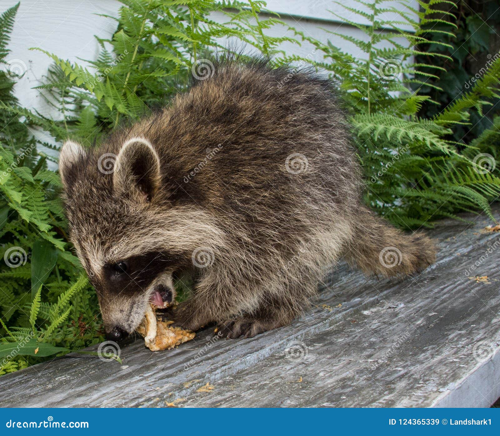 Un Mapache Del Bebe Que Come Un Bocadillo De La Mantequilla De Cacahuete Imagen De Archivo Imagen De Come Cacahuete