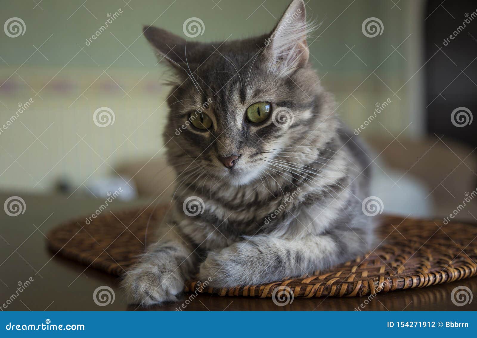 Un Mignon Chat Gris A La Maison Photo Stock Image Du Home Adorable Un Mignon Chat Gris A La Maison Photo Stock Image Du Home Adorable
