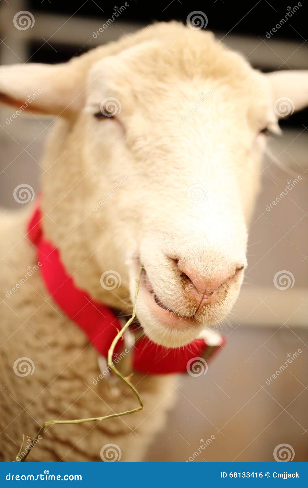 Un Mouton Souriant Mignon Et Beau Machant Sur Une Paille Photo Stock Image Du Affectueux Pays Un Mouton Souriant Mignon Et Beau Machant Sur Une Paille Photo Stock Image Du Affectueux Pays