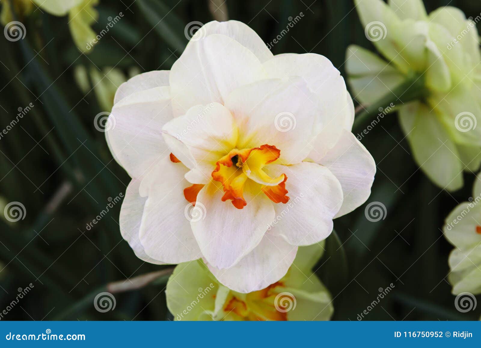 Un Narcisse Fleurit La Couleur Blanche Avec Le Coeur Jaune-orange, Plan  Rapproché Photo stock - Image du fond, beauté: 116750952