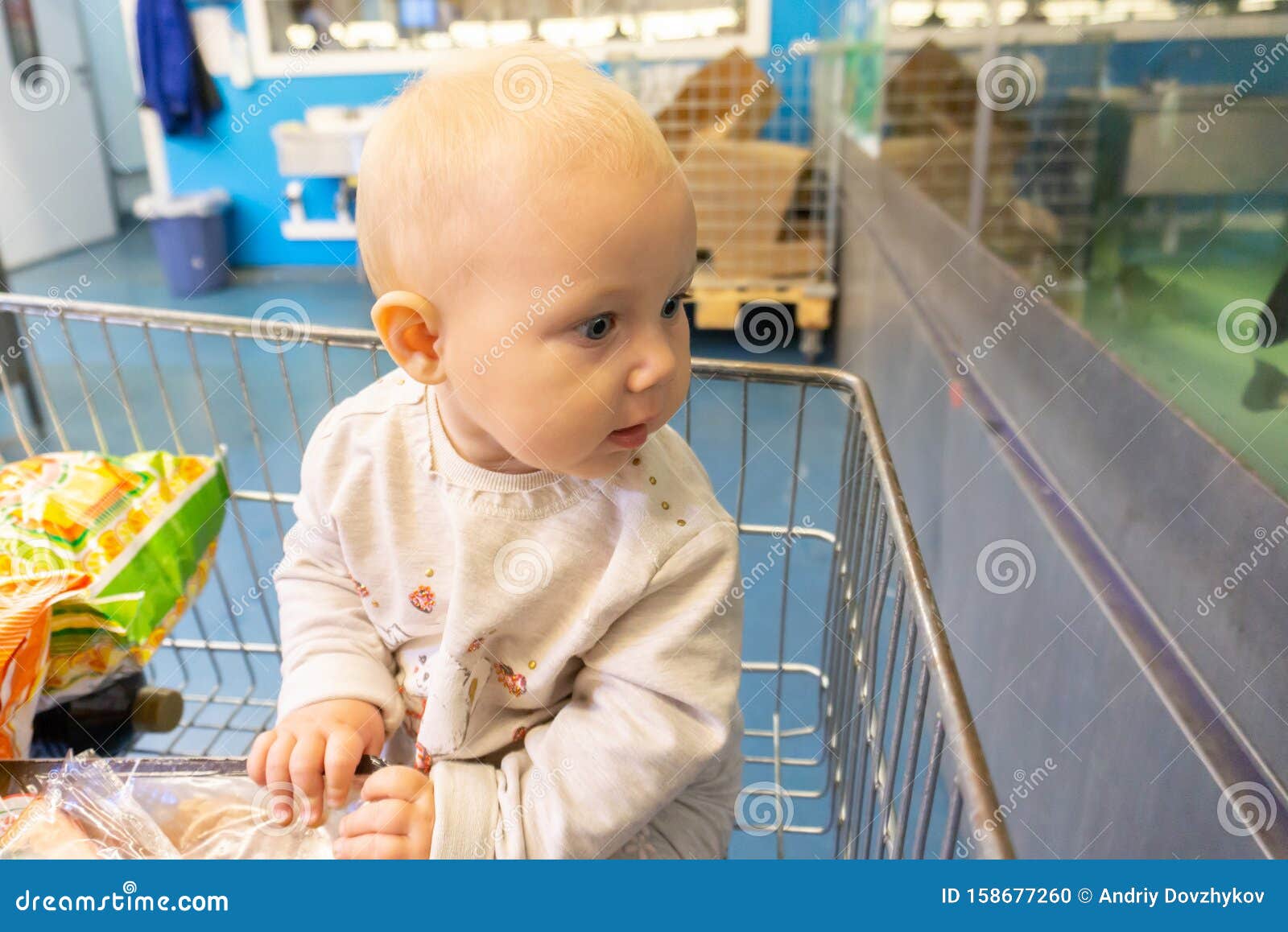 Un Niño En Un Supermercado En Un Carrito Vigila Las Compras De Los Padres Foto de archivo - Imagen de niño, supermercado: 158677260