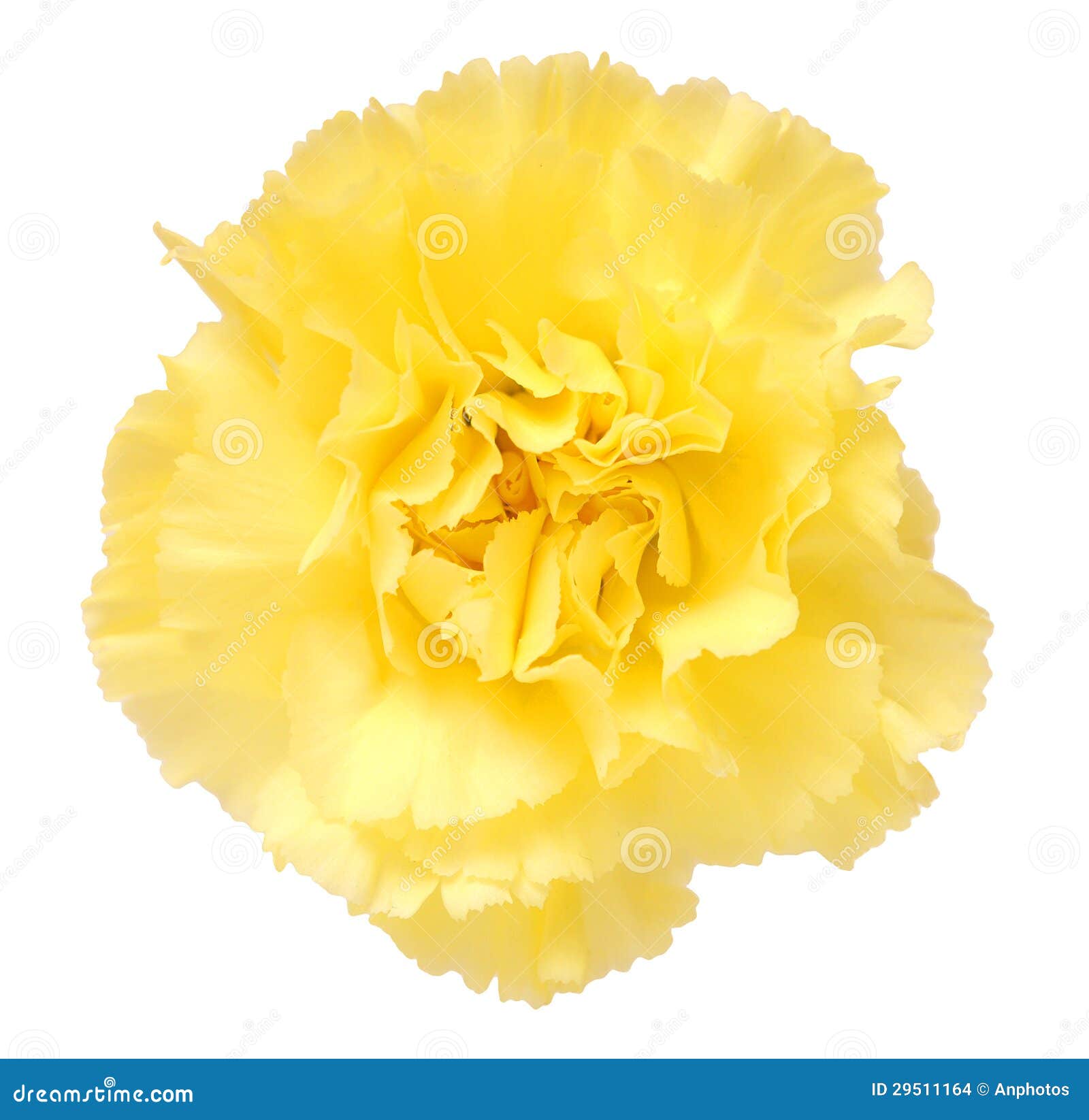 Un oeillet jaune photo stock. Image du floral, beau, brun - 29511164