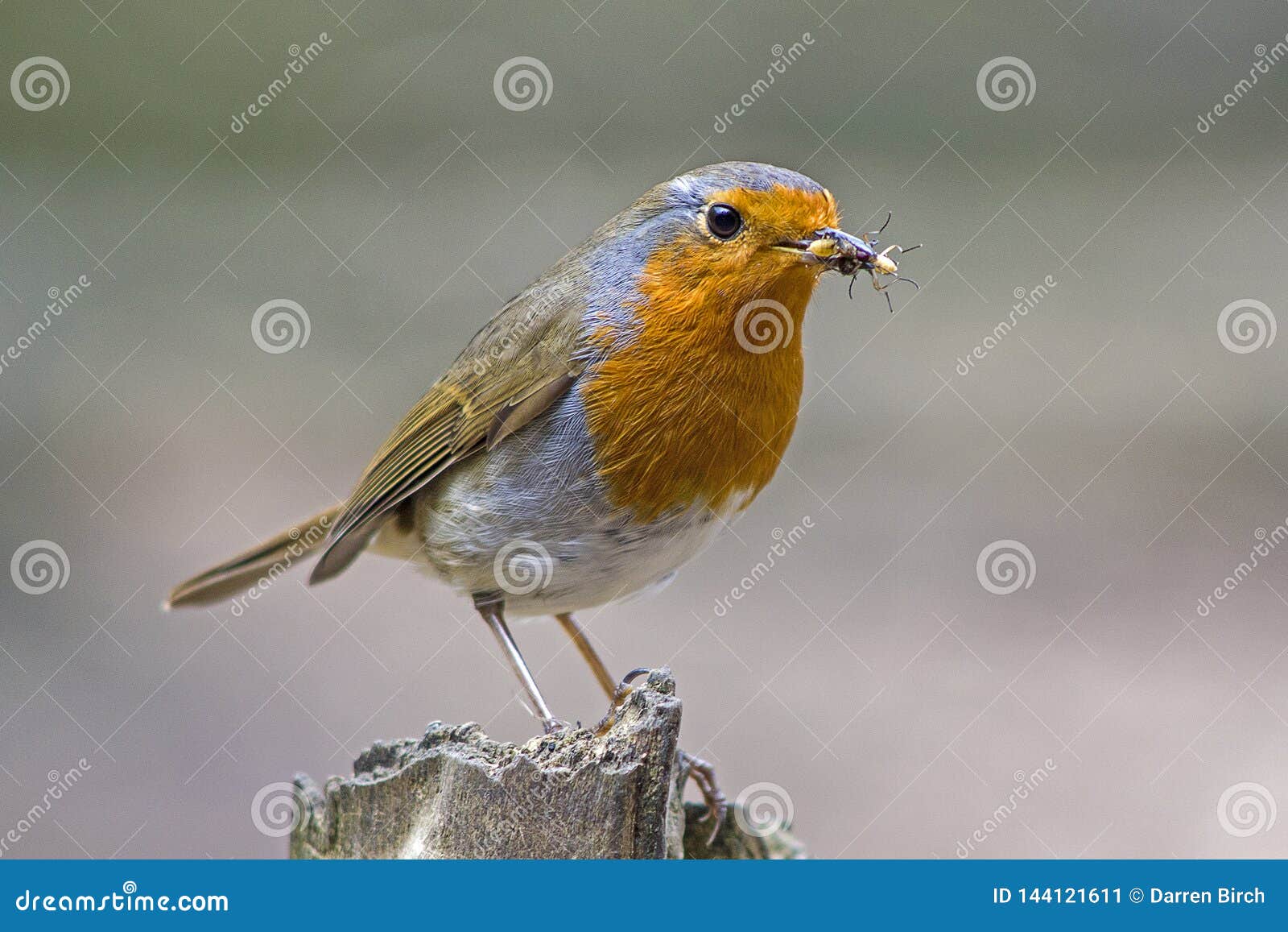 Un Oiseau De Rouge Gorge été Perché Sur Un Tronçon Darbre