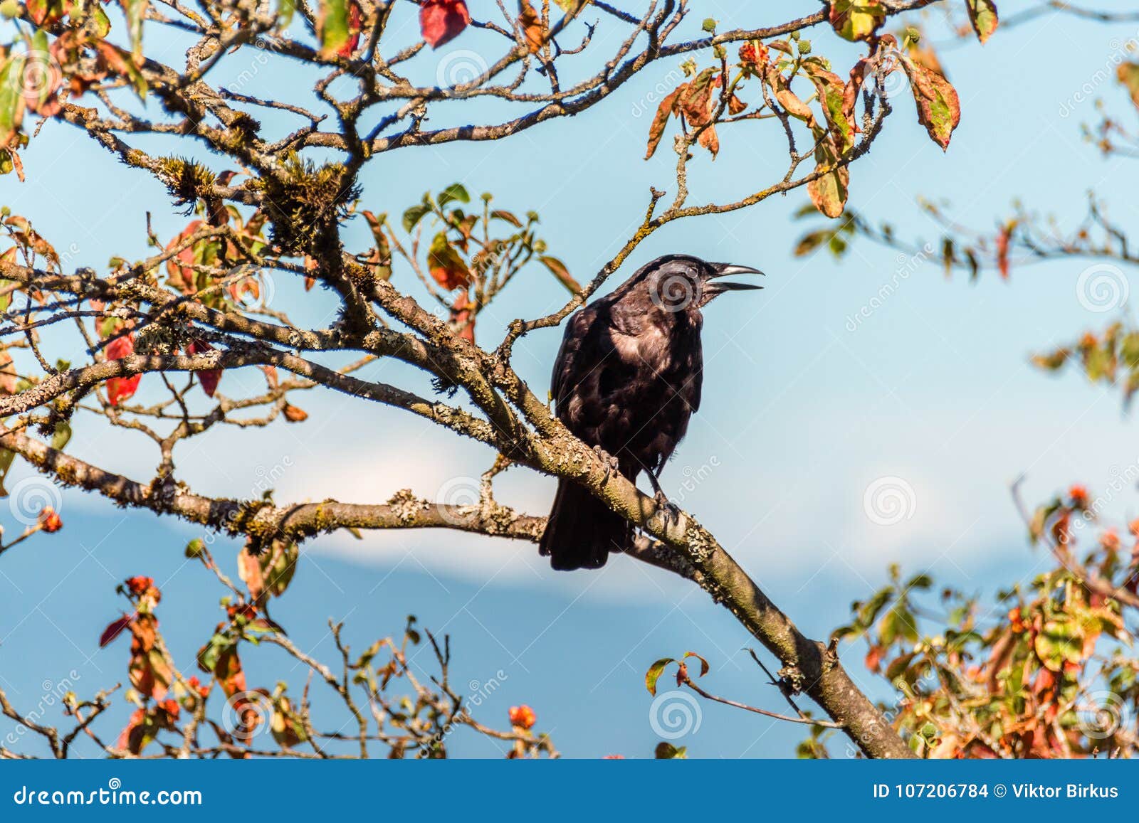 Un Oiseau Noir Avec Un Bec Ouvert Se Repose Sur Une Branche