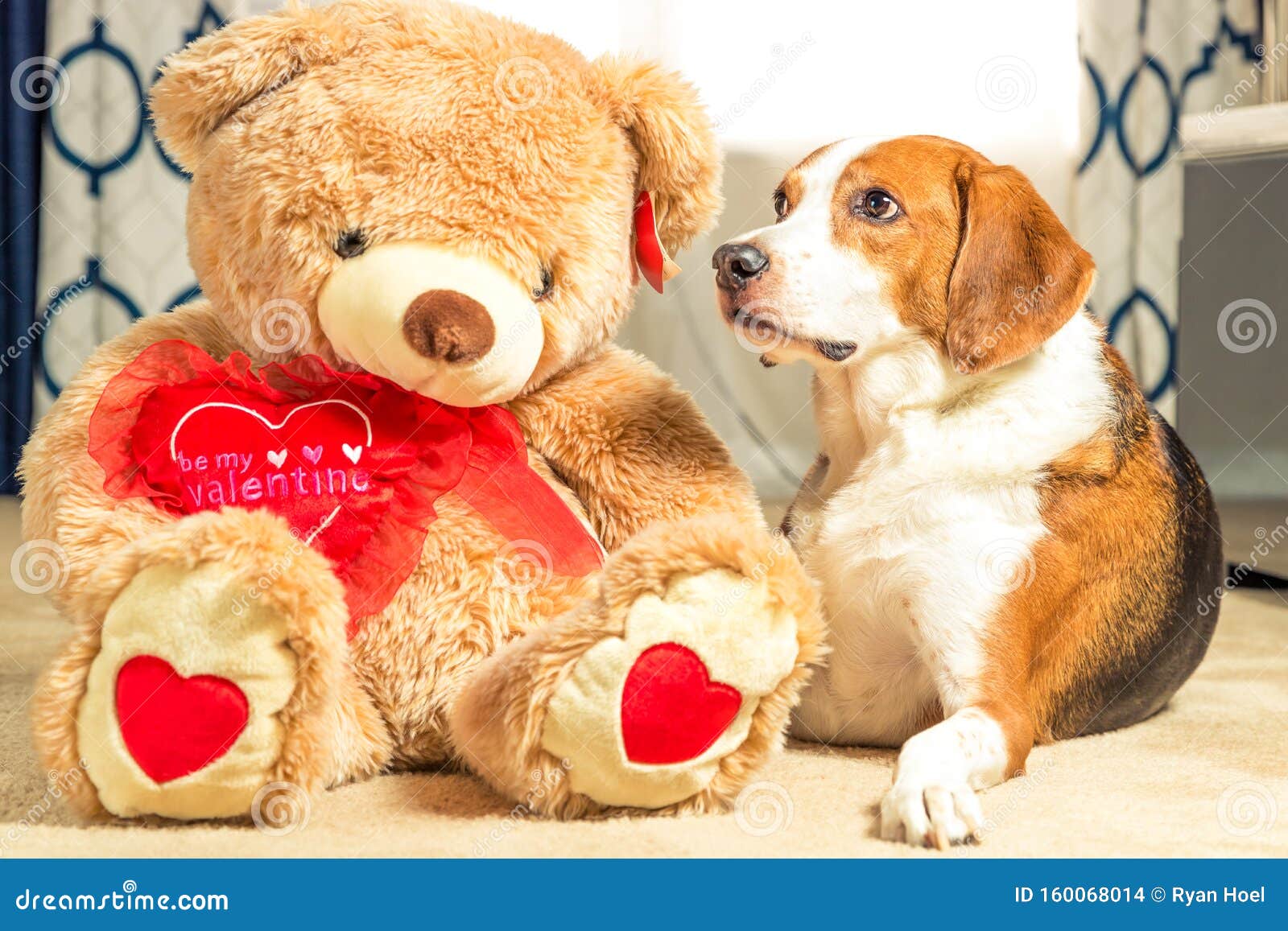 Un Ours En Peluche Et Un Chien-beagle Se Serrent Sur Le Sol De La Moquette  Fermer Photo stock - Image du vacances, souple: 160068014