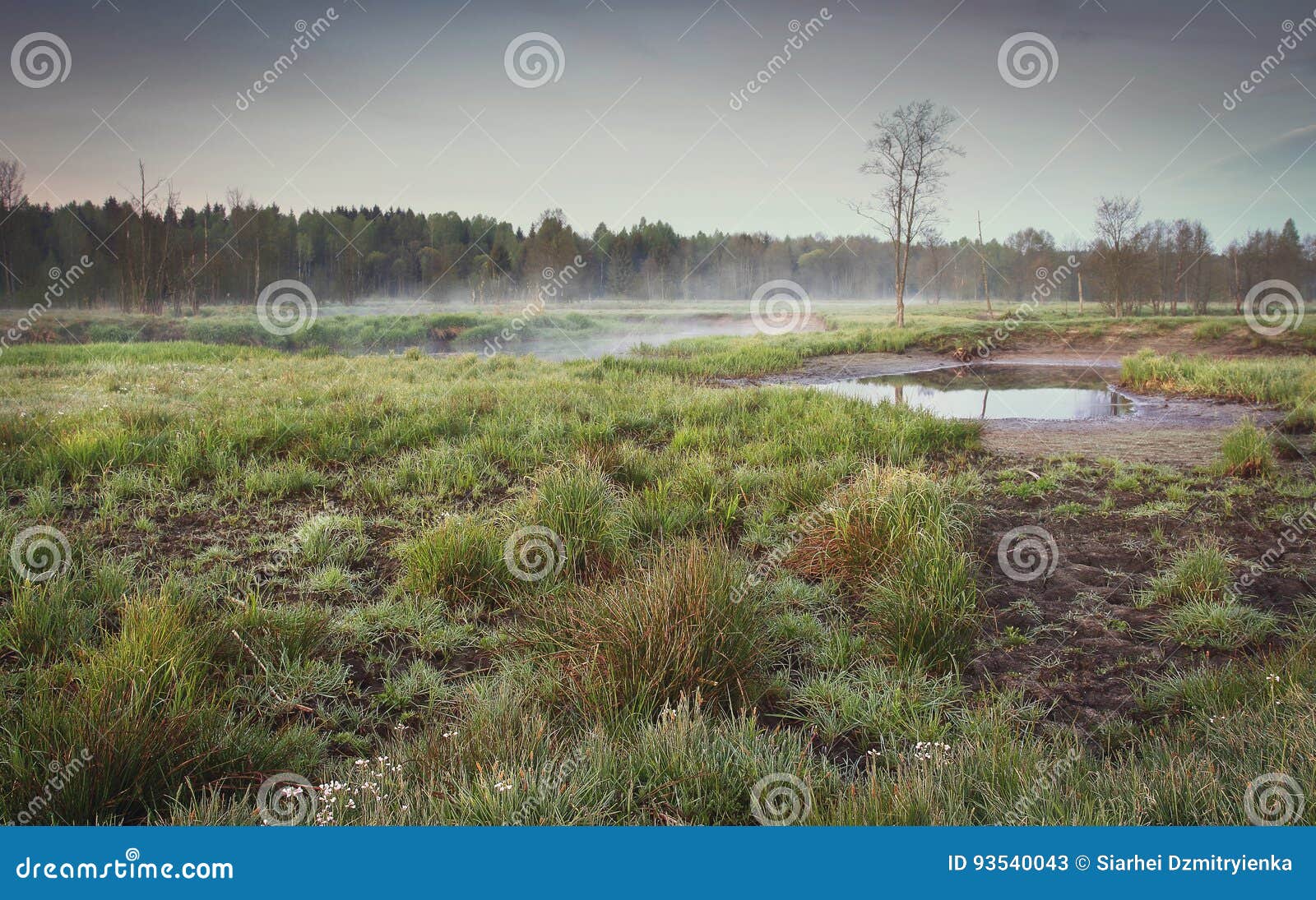 Un Paysage Melancolique D Une Nature Triste Dans Un Matin Brumeux Dans Des Couleurs Grises Et Foncees Image Stock Image Du Nature Foncees